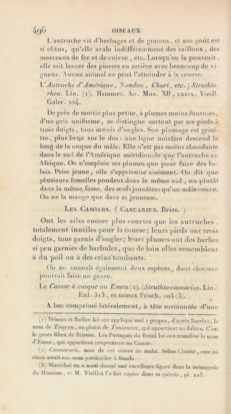 L'autruche vit d’herbages et de graines, et son goût est si obtus, qu’elle avale indifféremment des cailloux , des morceaux de fer et de cuivre , etc. Lorsqu’on la poursuit, elle sait lancer des pierres en arrière avec beaucoup de vi- gueur. Aucun animal ne peut l’atteindre à la course. L’Autruche d*Amérique , Nandou , Churi, etc. ( Struthio. rhea. Lin. (i). Hammer. An. Mus. XII, xxxix. Vieil!. Galer. ‘224* De près de moitié plus petite, à plumes moins fournies, d’un gris uniforme, se distingue surtout par ses pieds à trois doigts, tous munis d’ongles. Son plumage est grisâ- tre, plus brqn sur le dos: une ligne noirâtre descend le long de la nuque du mâle. Elle n’est pas moins abondante dans le sud de l’Amérique méridionale que l’autruche en Afrique. On n’emploie ses plumes que pour faire des ba- lais. Prise jeune , elle s’apprivoise aisément. On dit que plusieurs femelles pondent dans le même nid , ou plutôt dans la même fosse, des œufs jaunâtres qu’un mâlecouve. On ne la mange que dans sa jeunesse. Les Casoars. ( Casuarius. Briss. ) Ont les ailes encore plus courtes que les autruches , totalement inutiles pour la course ; leurs pieds ont trois doigts, tous garnis d’ongles; hiurs plumes ont des barbes si peu garnies de barbulcs, que de loin elles ressemblent à du poil ou à des crins'tombants. On en connaît également deux espèces , dont chacune pourrait faire un genre. Le Casoar à casque ou Emeu (2). (Struthio-casuarius. Lin.) Enl. 313 , et mieux Frisch. io5(3). A bec comprimé latéralement, à tête surmontée d’une (1) Brisson et Bufïcm bii ont appliqué mal à propos, d’anres Barrèrc, le nom de Touyou , ou plutôt de Touiouiou, qui appartient au Jabiru. C’est le genre Rhea de Brisson. Les Portugais du Brésil lui ont transféré le nom d Emeu , qui appartient proprement au Casoar. '(a) Cassuwaris, nom de cet oiseau en malai. Selon Clusiitt, eme ou émeu serait son nom particulier à Banda. O; Maréchal en a aussi donné une excellente figure dans la ménagerie du Muséum . et M. Vieillot l’a fait copier dans sa galerie , pl. 22$