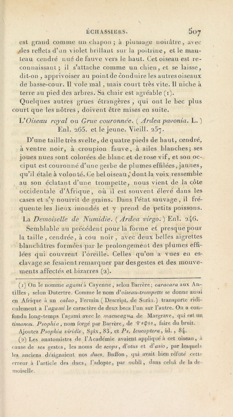 É CH ASSIE US. est grand comme un chapon; à plumage noirâtre, avec des reflets d’un violet brillant sur la poitrine, et le man- teau cendré nué de fauve vers le haut. Cet oiseau est re- connaissant ; il s’attache comme un chien, et se laisse, dit-on , apprivoiser au point de cond uire les autres oiseaux de basse-cour. Il vole mal, mais court très vite. 11 niche à terre au pied des arbres. Sa chair est agréable (i). Quelques autres grues étrangères , qui ont le bec plus court que les nôtres , doivent être mises en suite. L1 2 Oiseau royal ou Grue couronnée. ( Ardea pavonia. L. ) Enl. si65. et le jeune. Vieill. o.5r]. D’une taille très svelte, de quatre pieds de haut, cendré, à ventre noir, à croupion fauve, à ailes blanches; ses joues nues sont colorées de blanc et de rose vif, et son oc- ciput est couronné d’une gerbe de plumes effilées, jaunes, qu’il étale à volonté. Ce bel oiseau, dont la voix ressemble au son éclatant d’une trompette, nous vient de la côte occidentale d’Afrique, où il est souvent élevé dans les cases et s’y nourrit de grains. Dans l’état sauvage , il fré- quente les lieux inondés et y prend de petits poissons. La Demoiselle de Numidie. ( Ardea virgo.) Enl. 9-4C. Semblable au précédent pour la forme et presque pour la taille , cendrée, à cou noir, avec deux belles aigrettes blanchâtres formées par le prolongement des plumes effi- lées qui couvrent l’oreille. Celles qu’on a vues en es- clavage se fesaient remarquer par des gestes et des mouve- ments affectés et bizarres (2). (1) On le nomme agami & Cayenne , selon Barrère; caracara aux An- tilles , selon Dutertre. Comme le nom cVoiseau-trompette se donne aussi en Afrique à un calao, Fermin ( Descript. de Surin.) transporte ridi- culement a Yagami le caractère de deux becs l’un sur l’autre. On a con- fondu long-temps l’agami avec le macucagua cle Margrave, qui esl un timanou. Psophia, nom forgé par Barrère, de VFatpeo, faire du bruit. Ajoutez Psophia virulis , Spix, 83, et Ps. leucoptera, id. , 84. (2) Les anatomistes de l’Académie avaient appliqué à cet oiseau, a cause de ses gestes, les noms de scops, d’otus et cVasio, par lesquels les anciens désignaient nos ducs. Bufton, qui avait bien relu té cette erreur à l’article des ducs, l’adopte, par oubli, dans celui de la de- moiselle.