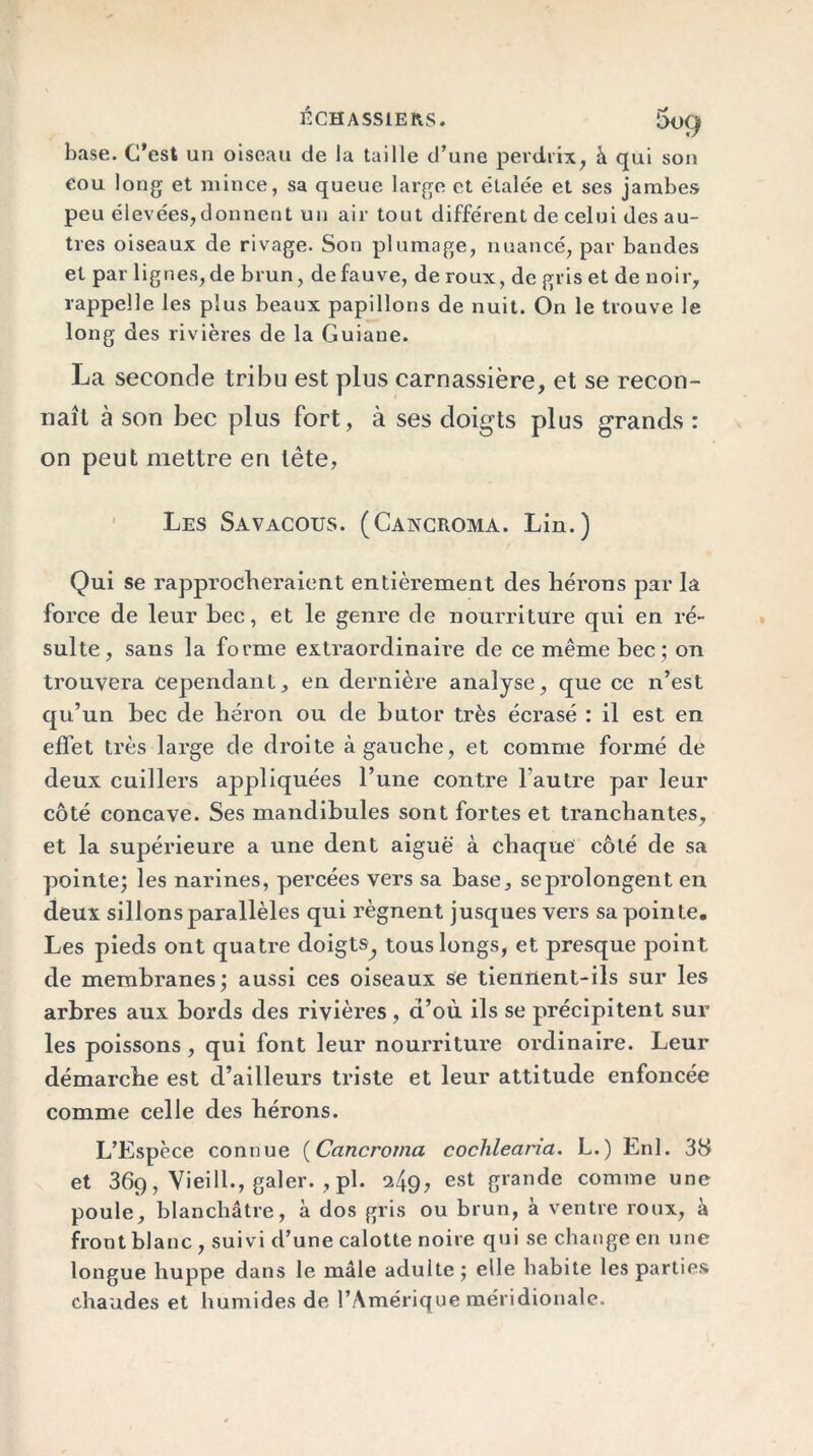 base. C’est un oiseau de la taille d’une perdrix, à qui son cou long et mince, sa queue large et étalée et ses jambes peu élevées,donnent un air tout diffe'rent de celui des au- tres oiseaux de rivage. Son plumage, nuancé, par bandes et par lignes, de brun, de fauve, de roux, de gris et de noir, rappelle les plus beaux papillons de nuit. On le trouve le long des rivières de la Guiane. La seconde tribu est plus carnassière, et se recon- naît à son bec plus fort, à ses doigts plus grands : on peut mettre en tête, Les Savacous. (Cancroma. Lin.) Qui se rapprocheraient entièrement des hérons par la force de leur bec, et le genre de nourriture qui en ré- sulte, sans la forme extraordinaire de ce même bec; on trouvera cependant,, en dernière analyse, que ce n’est qu’un bec de héron ou de butor très écrasé : il est en effet très large de droite à gauche, et comme formé de deux cuillers appliquées l’une contre l’autre par leur côté concave. Ses mandibules sont fortes et tranchantes, et la supérieure a une dent aiguë à chaque côté de sa pointe; les narines, percées vers sa base, seprolongent en deux sillons parallèles qui régnent jusques vers sa pointe. Les pieds ont quatre doigts^ tous longs, et presque point de membranes; aussi ces oiseaux se tiennent-ils sur les arbres aux bords des rivières, d’où ils se précipitent sur les poissons , qui font leur nourriture ordinaire. Leur démarche est d’ailleurs triste et leur attitude enfoncée comme celle des hérons. L’Espèce connue (Cancroma cochlearia. L.) Enl. 3S et 36g, Vieill., galer. , pl. 249, est grande comme une poule, blanchâtre, à dos gris ou brun, à ventre roux, à front blanc , suivi d’une calotte noire qui se change en une longue huppe dans le mâle adulte ; elle habite les parties chaudes et humides de l’Amérique méridionale.