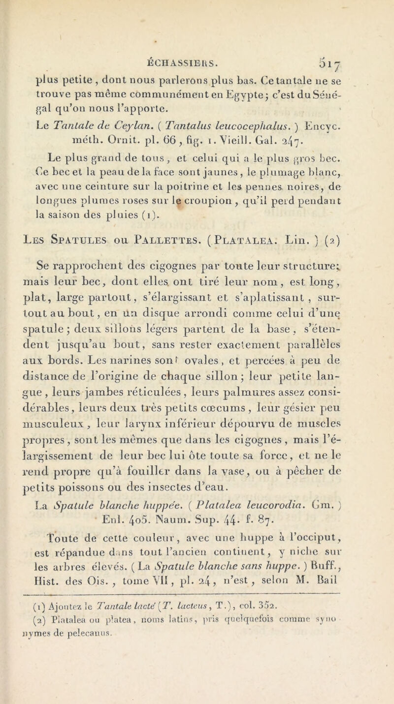 plus petite , dont nous parlerons plus bas. Ce tantale ne se trouve pas même communément en Egypte; c’est du Séné- gal qu’on nous l’apporte. Le Tantale de Ceylan. ( Tantalus leucocephalus. ) Encvc. méth. Omit. pl. 66 , fig. i. Vieil!. Gai. 2f\r]. Le plus grand de tous, et celui qui a le plus gros bec. Ce bec et la peau de la face sont jaunes, le plumage blanc, avec une ceinture sur la poitrine et les pennes, noires, de longues plumes roses sur le croupion , qu’il perd pendant la saison des pluies (i). Les Spatules ou Pallettes. ( Platalea. Lin. ) (2) Se rapprochent des cigognes par toute leur structure; mais leur bec, dont elles, ont tiré leur nom, est long, plat, large partout, s’élargissant et s’aplatissant, sur- tout au bout, en un disque arrondi comme celui d’une spatule ; deux sillons légers partent de la base , s’éten- dent jusqu’au bout, sans rester exactement parallèles aux bords. Les narines sont ovales, et percées à peu de distance de l’origine de chaque sillon; leur petite lan- gue , leurs jambes réticulées, leurs palmures assez consi- dérables, leurs deux très petits cæcums , leur gésier peu musculeux, leur larynx inférieur dépourvu de muscles propres , sont les memes que dans les cigognes , mais l’é- largissement de leur bec lui ôte toute sa force, et ne le rend propre qu’à fouiller dans la vase, ou à pêcher de petits poissons ou des insectes d'eau. La 1Spatule blanche huppée. ( Platalea leucorodia. Cm. ) Enl. 4o5. Naum. Sup. 44- f* 87. Toute de celte couleur, avec une huppe à l’occiput, est répandue dans tout l’ancien continent, y niche sur les arbres élevés. ( La Spatule blanche sans huppe. ) Buff., Hist. des Ois. , tome VII, pl.24, n’est, selon M. Bail (1) Ajoutez le Tantale lacté [T. lacté us, T.), col. 352. (2) Platalea ou platea. noms latins, pris quelquefois comme syno iivmes de pelecauus.