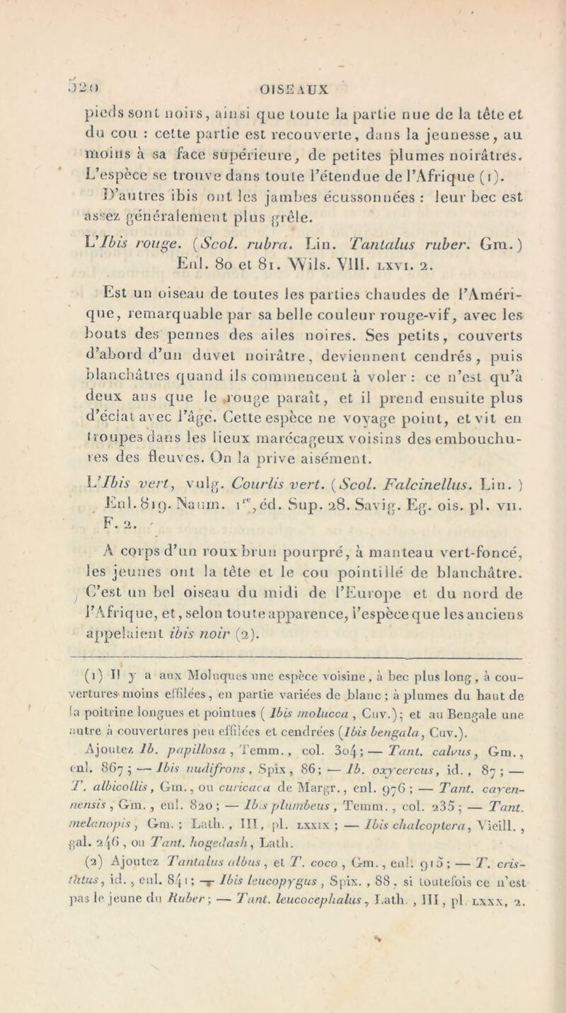 pieds sont noirs, ainsi que toute la partie nue de la tête et du cou : cette partie est recouverte, dans la jeunesse, au moins à sa face supérieure, de petites plumes noirâtres. L’espèce se trouve dans toute l’étendue de l’Afrique (i). D’autres ibis ont les jambes écussonnées : leur bec est assez généralement plus grêle. L'Ibis rouge. (Scol. rubra. Lin. Tantalus ruber. Gm.) Enl. 80 et 81. Wils. VUS. lxvi. 2. Est un oiseau de toutes les parties chaudes de l’Améri- que, remarquable par sa belle couleur rouge-vif, avec les bouts des pennes des ailes noires. Ses petits, couverts d’abord d’un duvet noirâtre, deviennent cendrés, puis blanchâtres quand ils commencent à voler: ce n’est qu’à deux ans que le rouge paraît, et il prend ensuite plus d’éclat avec i’âgè. Cette espèce ne voyage point, etvit en troupes dans les lieux marécageux voisins des embouchu- res des fleuves. On la prive aisément. L’Ibis vert, vulg. Courlis vert. (Scol. Falcinellus. Lin. ) Enl.819. Naiiin. i,éd. Sup. 28. Savig. Eg. ois. pl. vu. F. 2. - A corps d’un roux brun pourpré, à manteau vert-foncé, les jeunes ont la tête et le cou pointillé de blanchâtre. 1 C’est un bel oiseau du midi de l’Europe et du nord de l’Afrique, et, selon toute apparence, l’espèce que les anciens appelaient ibis noir (2). (1) I! y a aux Molnques une espèce voisine , à bec plus long , à cou- vertures moins el’file'es, en partie variées de blanc ; à plumes du haut de la poitrine longues et pointues ( Ibis molucca , Cuv.); et au Bengale une autre à couvertures peu effilées et cendrées (Ibis bengala., Cuv.). Ajoutez lb. papillosa , Temm., col. 3c>4;—Tant. calaus, Gui., enl. 867 ; — J bis îiudifrons , Spix , 86; — lb. oxycercus, id. , 87 ; — T. albicollis. Gin., ou curicaca de Margr., enl. 976; — Tant, cayen- nensis , Gm. , enl. 820 ; — Ibis plumbeus , Temm. , col. 235 ; — Tant, melanopis, Gm. ; Lalh. , 111, pl. lxxix ; —Ibis chalcoptera, Vieill. , gai. 2 , ou Tant, hogedash, Latli. (2) Ajoutez Tantalus albus, et T. coco , Gm., enî. 915 ; — T. cris- thtus, id., enl. S/j 1; Ibis leucopygus , Spix. , 88 . si toutefois ce n’est pas le jeune du Ruber ; — Tant, leucocephalus, Lath. , III, pl. lxxx, 2.