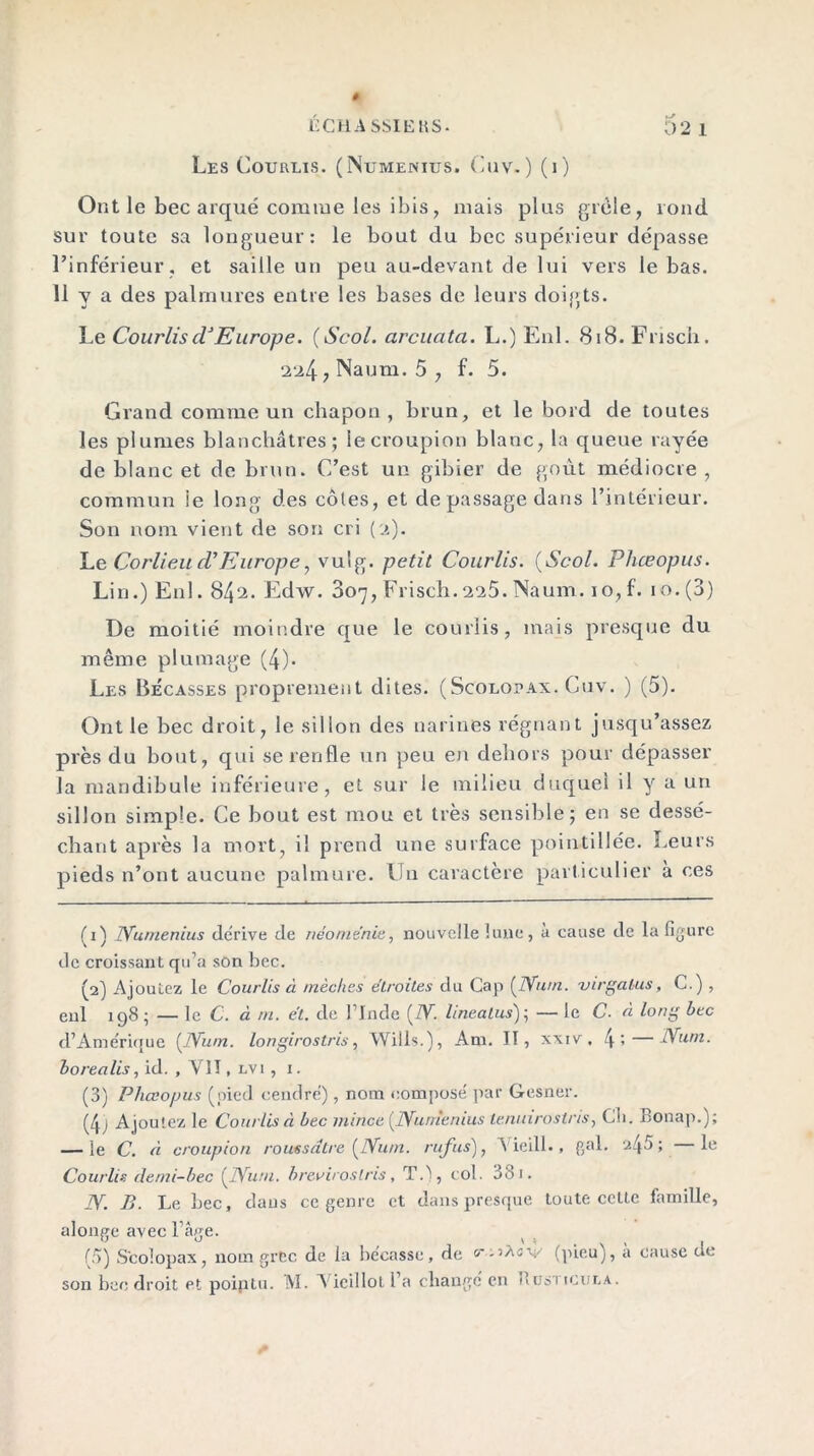 Les Courlis. (Numenius. Cuv. ) (i) Ont le bec arqué comme les ibis, niais plus gicle, rond sur toute sa longueur: le bout du bec supérieur dépasse l’inférieur , et saille un peu au-devant de lui vers le bas. 11 y a des palmures entre les bases de leurs doigts. Le CourliscVEurope. (Scol. arcuata. L.) Enl. 818. Frisch. 224 ? Naum. 5 , f. 5. Grand comme un chapon, brun, et le bord de toutes les plumes blanchâtres; le croupion blanc, la queue rayée de blanc et de brun. C’est un gibier de goût médiocre, commun ie long des côtes, et de passage dans l’intérieur. Son nom vient de son cri (2). Le Corliett cV Europe, vuig. petit Courlis. (Scol. Phœopus. Lin.) Enl. 842. Edw. 807, Frisch.225. Naum. 10, f. 10. (3) De moitié moindre que le courlis, mais presque du même plumage (4). Les Bécasses proprement dites. (Scolopax. Cuv. ) (5). Ont le bec droit, le sillon des narines régnant jusqu’assez près du bout, qui se renfle un peu en dehors pour dépasser la mandibule inférieure, et sur le milieu duquel il y a un sillon simple. Ce bout est mou et très sensible; en se dessé- chant après la mort, il prend une surface pointillée. Leurs pieds n’ont aucune palmure. Un caractère particulier a ces (1) JYumenius dérivé de néoménie, nouvelle lune, à cause de la ligure de croissant qu’a sûn bec. (2) Ajoutez le Courlis à mèches étroites du Cap (JYum. virgalus, C.) , enl 198 ; — le C. à m. et. de l’Inde (/V. linealus); — le C. à long bec d’Amérique (JYum. longirostris, Wills.), Am. II, xxrv. 4» — Yum. borealis, id. , Y1T , lvi , 1. (3) Pliœopus (pied cendré) , nom composé par Gesner. (4j Ajoutez le Courlis à bec mince (JYumenius te/unrostris, Ch. Bonap.); — ie C. à croupion roussdtre (Num. rufus), Yieill., gai. 245; le Courlis demi-bec (JYum. breviroslris, TA, col. 381. JY. B. Le bec, daus ce genre et dans presque toute cette famille, alonge avec l’âge. (5) Scolopax, nom grec de la bécasse, de (pieu), a cause de son bec droit et pointu. M. A icillol l’a changé en Rosi icur.A.