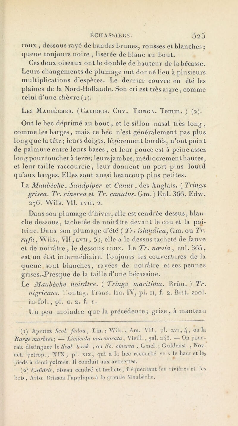 / ÉCHASMERS. 52 0 roux , dessous rayé de bandes brunes, rousses et blanches; queue toujours noire , liserée de blanc au bout. Ces deux oiseaux ont le double de hauteur de la bécasse. Leurs changements de plumage ont donné lieu à plusieurs multiplications d’espèces. Le dernier couvre en été les plaines de la Nord-Hollande. Son cri est très aigre, comme celui d’une chèvre (i ). Les Maubeches. (Calidris. Cuv. Tringa. Temm. ) (2). Ont le bec déprimé au bout, et le sillon nasal très long , comme les barges, mais ce bec n’est généralement pas plus longque la tête; leurs doigts, légèrement bordés, n’ont point de palmure entre leurs bases, et leur pouce est à peine assez long pour toucher à terre; leursjambes, médiocrement hautes, et leur taille raccourcie, leur donnent un port plus lourd qu’aux barges. Elles sont aussi beaucoup plus petites. La Maubèche, Sandpiper et Canut, des Anglais. ( Tringa grisea. Tr. cinerea et Tr. canutus. Gm.) Enl. 366. Edw. 276. Wils. VII. lvii. 2. Dans son plumage d’hiver, elle est cendrée dessus, blan- che dessous, tachetée de noirâtre devant le cou et la poi- trine. Dans son plumage d’été ( Tr. islandica, Gm. ou Tr. rufa, Wils., VU ,lvii, 5), elle a le dessus tacheté de fauve et de noirâtre, le dessous roux. Le Tr. nœvia , cnî. .365, est un état intermédiaire. Toujours les couvertures de la queue sont blanches, rayées de noirâtre et ses pennes grises .JPresque de la taille d’une bécassine. Le Maubèche noirâtre. ( Tringa mari lima. Briin. ) Tr. nigricans. ontag. Traus. lin. l\, pl. n, f. 2.Brit. zool. in-fol., pl. c. 2. f. r. Un peu moindre que la précédente; grise, à manteau (x) Ajoutez Scol. feilna. Lin.; Wils. , Am. \ Il , pl. lvt , 4> ou la HarL'e marbrée^ — IAmicula mannoratci, Vieill., gui. 2.1 j. — On pour- rait distinguer leAcoè Irrek. , ou Sc. cinerea , Gmel.; Guldenst. , Nov. act. petrop., XIX, pl. xix, qui a le bec recourbe vers le haut et les pieds à demi palmés. Il conduit aux avoccttes. (2) Calidris, oiseau cendré et tacheté, fréquentant les rivières et les bois, Arist. Rrisson l’applique.à la grande Maubèche.