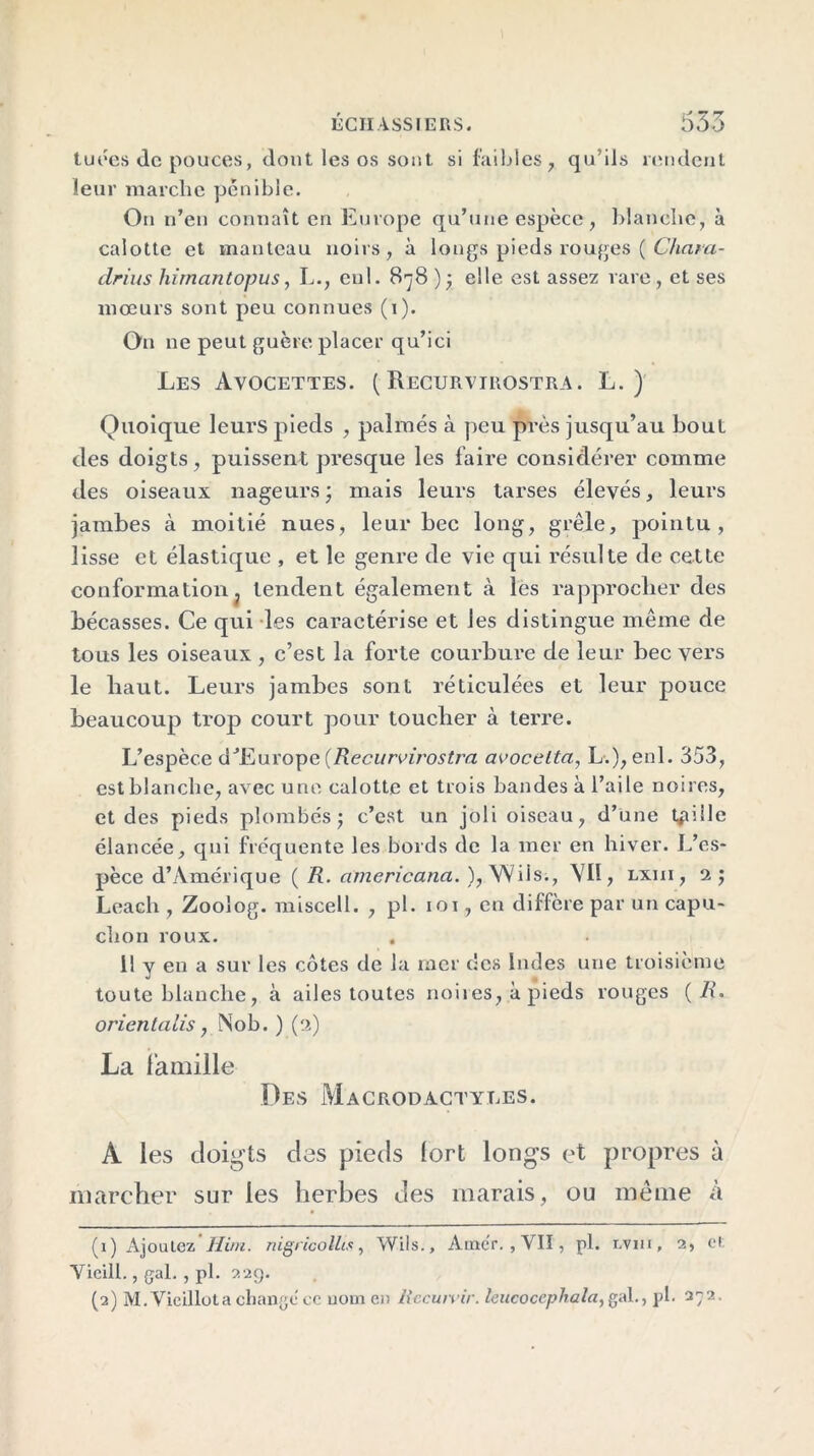 tuées Je pouces, dont les os sont si faibles , qu’ils rendent leur marche pénible. On n’en connaît en Europe qu’une espèce, blanche, à calotte et manteau noirs, à longs pieds routes ( Chara- drius himantopus, L., enl. 878 ) y elle est assez rare, et ses mœurs sont peu connues (1). On ne peut guère placer qu’ici Les Avocettes. ( Recurvirostra. L. ) Quoique leurs pieds , palmés à peu près jusqu’au bout des doigts, puissent presque les faire considérer comme des oiseaux nageurs ; mais leurs tarses élevés, leurs jambes cà moitié nues, leur bec long, grêle, pointu, lisse et élastique , et le genre de vie qui résulte de cette conformation j tendent également à les rapprocher des bécasses. Ce qui les caractérise et les distingue même de tous les oiseaux , c’est la forte courbure de leur bec vers le haut. Leurs jambes sont réticulées et leur pouce beaucoup trop court pour toucher à terre. L’espèce d’Europe {Recurvirostra avocelta, L.), enl. 353, est blanche, avec une calotte et trois bandes à l’aile noires, et des pieds plombés; c’est un joli oiseau, d’une taille élancée, qui fréquente les bords de la mer en hiver. L’es- pèce d’Amérique ( R. americana. ), Wils;, VII, lxiii , 2; Leach , Zoolog. miscell. , pl. iot , en diffère par un capu- chon roux. Il y en a sur les côtes de la mer des Indes une troisième toute blanche, à ailes toutes noires, à pieds rouges (R. orientalis, Nob. ) (2) La famille Des Macrodactyles. A les doigts des pieds (ort longs et propres à marcher sur les herbes des marais, ou même à (1) Ajoulez Him. nigricollis, Wils., Amer. , VII, pl. cvm, 2, et Yieill., gai. , pl. 229.