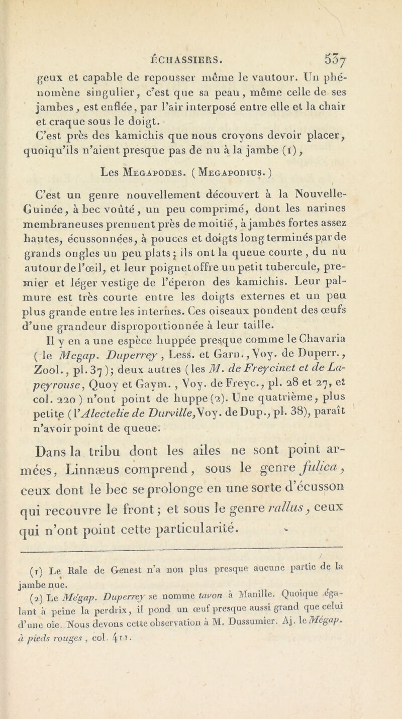 geux et capable de repousser même le vautour. Un phé- nomène singulier, c’est que sa peau, même celle de ses jambes, est enflée, par l’air interposé entre elle et la chair et craque sous le doigt. C’est près des kamichis que nous croyons devoir placer, quoiqu’ils n’aient presque pas de nu à la jambe (i), Les Megapodes. ( Megapodius. ) C’est un genre nouvellement découvert à la Nouvelle- Guinée, à bec voûté, un peu comprimé, dont les narines membraneuses prennent près de moitié, à jambes fortes assez hautes, écussonnées, à pouces et doigts long terminés par de grands ongles un peu plats^ ils ont la queue courte , du nu autour de l’œil, et leur poignet offre un petit tubercule, pre- mier et léger vestige de l’éperon des kamichis. Leur pal- mure est très courte entre les doigts externes et un peu plus grande entre les internes. Ces oiseaux pondent des œufs d’une grandeur disproportionnée à leur taille. 11 y en a une espèce huppée presque comme le Chavaria ( le Mcgap. Duperrcy , Less. et Garn.,\oy. de Duperr., Zool., pl. 37 ) j deux autres ( les M. de Freycinet et de La- peyrouse, Quoy et Gavrn. , Voy. de Freyc., pl. 2b et 27, et col. 220) n’ont point de huppe(2).Une quatrième, plus petite ( 1 'Alectelie de Diirville,^oy. de Dup., pl. 38), paraît n’avoir point de queue. Dans la tribu dont les ailes ne sont point ar- mées, Linnæus comprend, sous le genre fultca, ceux dont le bec se prolonge en une sorte d’écusson qui recouvre le Iront ; et sous le genre rallas, ceux qui n’ont point cette particularité. / ( 1) Le Raie de Genest n’a non plus presque aucune partie de la jambe nue. (2) Le Megap. Duperrcy se nomme tau on à Manille. Quoique éga- lant à peine la perdrix, il pond un œuf presque aussi grand que celui d’une oie. Nous devons cette observation à M. Dussumier. Aj. leMégap. à pieds rouges , col 411 •