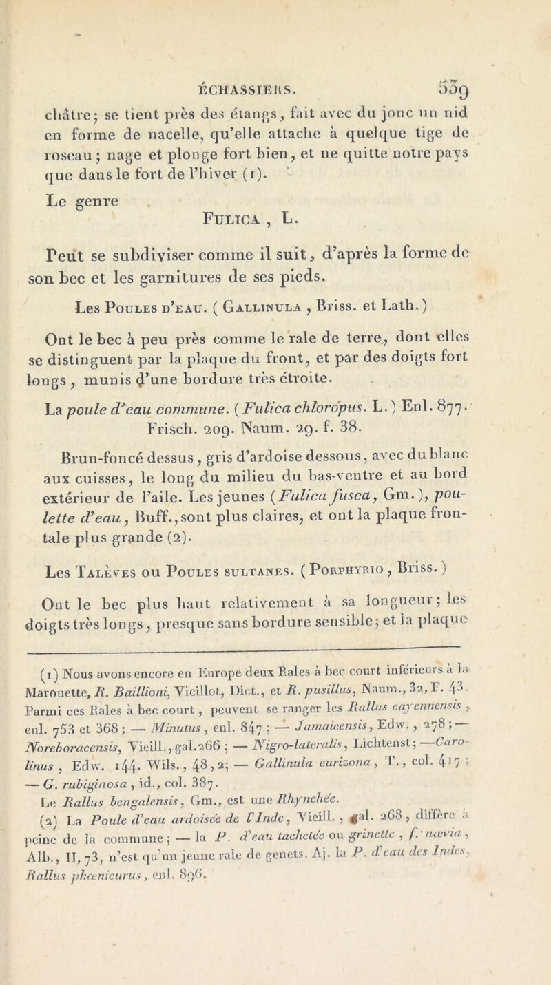 châtre ; se tient près des étangs, fait avec du jonc un nid en forme de nacelle, qu’elle attache à quelque tige de roseau ; nage et plonge fort bien, et ne quitte notre pays que dans le fort de l’hiver (i). Le genre Fulica , L. Peut se subdiviser comme il suit, d’après la forme de son bec et les garnitures de ses pieds. Les Poules d’eau. ( Gallinula , Briss. et Lath.) Ont le bec à peu près comme le raie de terre, dont elles se distinguent par la plaque du front, et par des doigts fort longs , munis d’une bordure très étroite. La poule d’eau commune. ( Fulica chlordpus. L. ) Enl. 877. Frisch. 209. Naum. 29. f. 38. Brun-foncé dessus, gris d’ardoise dessous, avec du blanc aux cuisses, le long du milieu du bas-ventre et au boid extérieur de l’aile. Les jeunes (Fulica fusca, Gm.), pou- lette d’eau, Buff.,sont plus claires, et ont la plaque fron- tale plus grande (2). Les Talèves ou Poules sultanes. ( Porphyrio , Briss. ) Ont le bec plus haut relativement a sa longueui ; les doigts très longs, presque sans bordure sensible ; et la plaque 0) Nous avons encore en Europe deux Raies a hcc court inferieurs a lu Marouette, Ii. Baillioni, Vieillot, Dict., et R. pusillus, Naum., 32, !’• h’ Parmi ces Raies à bec court , peuvenL se ranger les Rallus cay ennemis ,. enl. ^53 et 368 ; — Minutus, enl. 847 ; — Jamaicensis, Edw. , 278 ; IVoreboracensis, Vicill., gai.266 ; — /V igrû-la 1er a lis, Liclitenst, Cm 0 linus , Edw. t44. Wils., 48,2; — Gallinula eurizona , T., col. 4 17 ; — G. rubiginosa , id., col. 387. Ee Rallus bengalensis, Gm., est une Rhynchee. (2) La Poule d’eau ardoisée de VInde, Vicill. , fai. 268, diffère a peine de la commune; — la P. dean laehetée ou grinette , f.'nœvia, Alb., Il, 73, n’est qu’un jeune raie de genets. Aj. la P. dcau des Indes. Rallus phoenicurus, enl. 896.