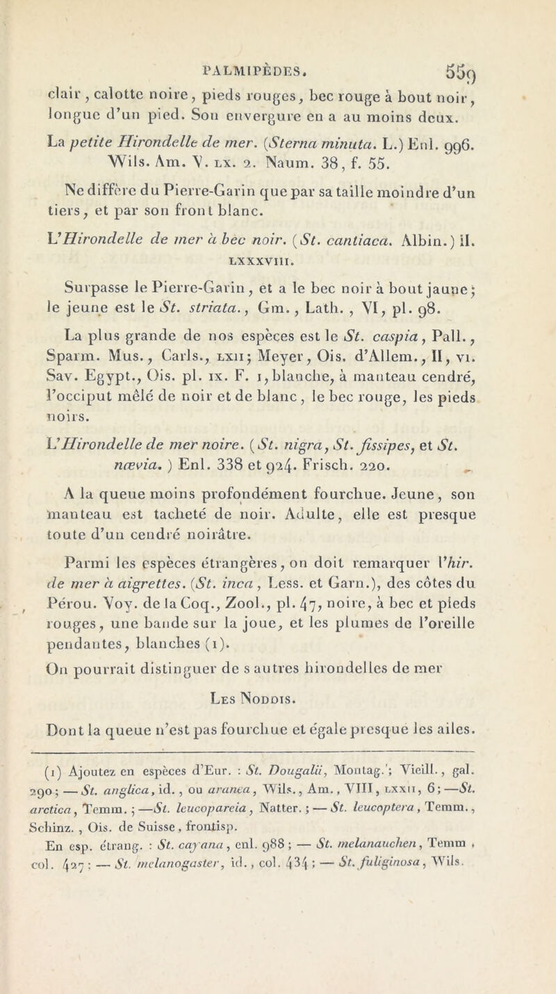 clair , calotte noire, pieds rouges, bec rouge à bout noir, longue d’un pied. Sou envergure en a au moins deux. La petite Hirondelle de mer. (Sterna minuta. L.) Enl. 996. Wils. Am. V. lx. 2. Naum. 38, f. 55. Ne diffère du Pierre-Garin que par sa taille moindre d’un tiers, et par son front blanc. \dHirondelle de mer à bec noir. (St. cantiaca. Albin.) il. LXXXVI1I. Surpasse le Pierre-Garin, et a le bec noir à bout jaune) le jeune est le St. striata., Gin., Lath. , VI, pl. 98. La plus grande de nos espèces est le St. caspia , Pall., Sparm. Mus., Caris., lxjij Meyer, Ois. d’Àllem., II, vi. Sav. Egypt., Ois. pl. ix. F. j,blanche, à manteau cendré, l’occiput mêlé de noir et de blanc , le bec rouge, les pieds noirs. L'Hirondelle de mer noire. (St. nigra, St. jissipes, et St. nœvia. ) Enl. 338 et 924. Frisch. 220. A la queue moins profondément fourchue. Jeune, son manteau est tacheté de noir. Adulte, elle est presque toute d’uu cendré noirâtre. Parmi les espèces étrangères, on doit remarquer Vhir. de mer a aigrettes. (St. inca , Less. et Garn.), des côtes du Pérou. Voy. de la Coq., Zool., pl. 47; noire, à bec et pieds rouges, une bande sur la joue, et les plumes de l’oreille pendantes, blanches (1). On pourrait distinguer de s autres hirondelles de mer Les Nodois. Dont la queue n’est pas fourchue et égale presque les ailes. (1) Ajoutez en espèces d’Eur. : St. Dougalii, Montag.'; Yieill., gai. 290 ; — St. anglica, id. , ou aranca , Wils., Am., VIII, lxxii, 6 ; —St. arctica, Temra. ; —St. Icucoparcia , Natter. ; — St. leucoptera , Teram., Scliinz. , Ois. de Suisse , frontisp. En esp. c'trang. : St. caj ana, enl. 988 ; — St. melanauchen, Temm . col. 427 : — St. niclnnogaster, ul., col. 434 ; — St. fuliginosa, Wils.