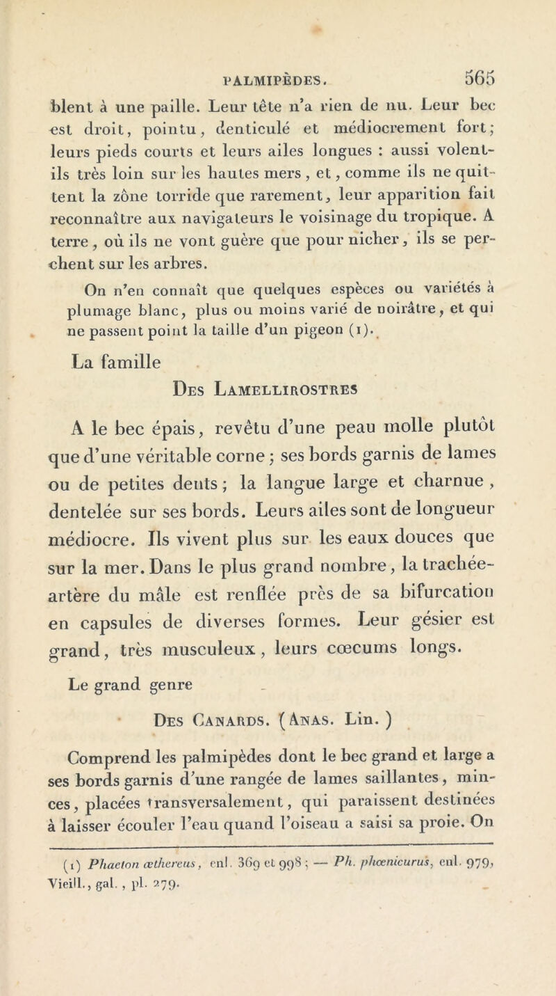 blent à une paille. Leur lête n’a rien de nu. Leur bec •est droit, pointu, denticulé et médiocrement fort; leurs pieds courts et leurs ailes longues : aussi volent- ils très loin sur les hautes mers , et, comme ils ne quit- tent la zone torride que rarement, leur apparition fait reconnaître aux navigateurs le voisinage du tropique. A terre, où ils ne vont guère que pour nicher, ils se per- chent sur les arbres. On n’en connaît que quelques espèces ou variétés a plumage blanc, plus ou moins varié de noirâtre, et qui ne passent point la taille d’un pigeon (i). La famille Des Lamellirostres A le bec épais, revêtu d’une peau molle plutôt que d’une véritable corne ; ses bords garnis de lames ou de petites dents ; la langue large et charnue , dentelée sur ses bords. Leurs ailes sont de longueur médiocre. Ils vivent plus sur les eaux douces que sur la mer. Dans le plus grand nombre, la trachée- artère du male est renflée près de sa bifurcation en capsules de diverses formes. Leur gésier est grand, très musculeux , leurs cæcums longs. Le grand genre Des Canards. (Anas. Lin. ) Comprend les palmipèdes dont le bec grand et large a ses bords garnis d’une rangée de lames saillantes, min- ces , placées transversalement, qui paraissent destinées à laisser écouler l’eau quand l’oiseau a saisi sa proie. On (i) Phacton œthereus, enl. 30g et 99S ; — Ph. phœnicuru's, cal. 979? Vieill., gai. , pl. 279.