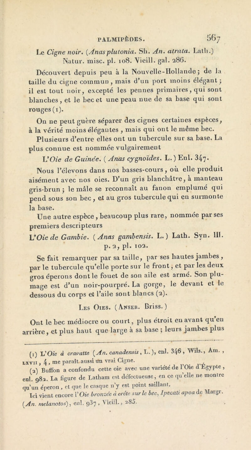 Le Cigne noir. (Anasplutonia. Sli. An. alratci. Latli.) Natur. mise. pl. 108. Vieill. gai. 286. Découvert depuis peu à la Nouvelle-Hollande j de la taille du cigne commun, mais d’un port moins élégant j il est tout noir, excepté les pennes primaires, qui sont blanches, et le bec et une peau nue de sa base qui sont rouges (1). On ne peut guère séparer des cignes certaines espèces, à la vérité moins élégantes , mais qui ont le même bec. Plusieurs d’entre elles ont un tubercule sur sa base. La plus connue est nommée vulgairement L’Oie de Guinée. ( Anas cygndides. L.) Enl. 347* Nous l’élevons dans nos basses-cours, où elle produit aisément avec nos oies. D’un gris blanchâtre, a manteau gris-brun ÿ le mâle se reconnaît au fanon emplumé qui pend sous son bec, et au gros tubercule qui en surmonte la base. Une autre espèce , beaucoup plus rare, nommée par ses premiers descripteurs \JOie de Gambie. (Anas gambensis. L. ) Lath. Syn. 111. p. 2, pl. 102. Se fait remarquer par sa taille, par ses hautes jambes , par le tubercule qu’elle porte sur le front, et par les deux gros éperons dont le fouet de son aile est armé. Son plu- mage est d’un noir-pourpré. La gorge, le devant et le dessous du corps et l’aile sont blancs (2). Les Oies. (Anser. Briss. ) Ont le bec médiocre ou court, plus étroit en avant qu en arrière, et plus haut que large à sa base ; leurs jambes plus (1) L1 2 Oie à cravattr, [An. canadensis, L.), enl. 346, Wils., Am. , Lxyu } * me parait. aussi un vrai Ci^jnc. ^ , (2) Buffon a confondu cette oie avec une variété de l’Oie d’Egypte , enl. 98a. La figure de Latham est défectueuse, en ce qu’elle ne montre qu’un éperon , et que le casque n’y est point saillant. Ici vient encore l’Oie bronzée à arête sur le bec, Jpecaù apoa de Marge. (An. rnelanotos), enl. 9^7 * vieill., 285.