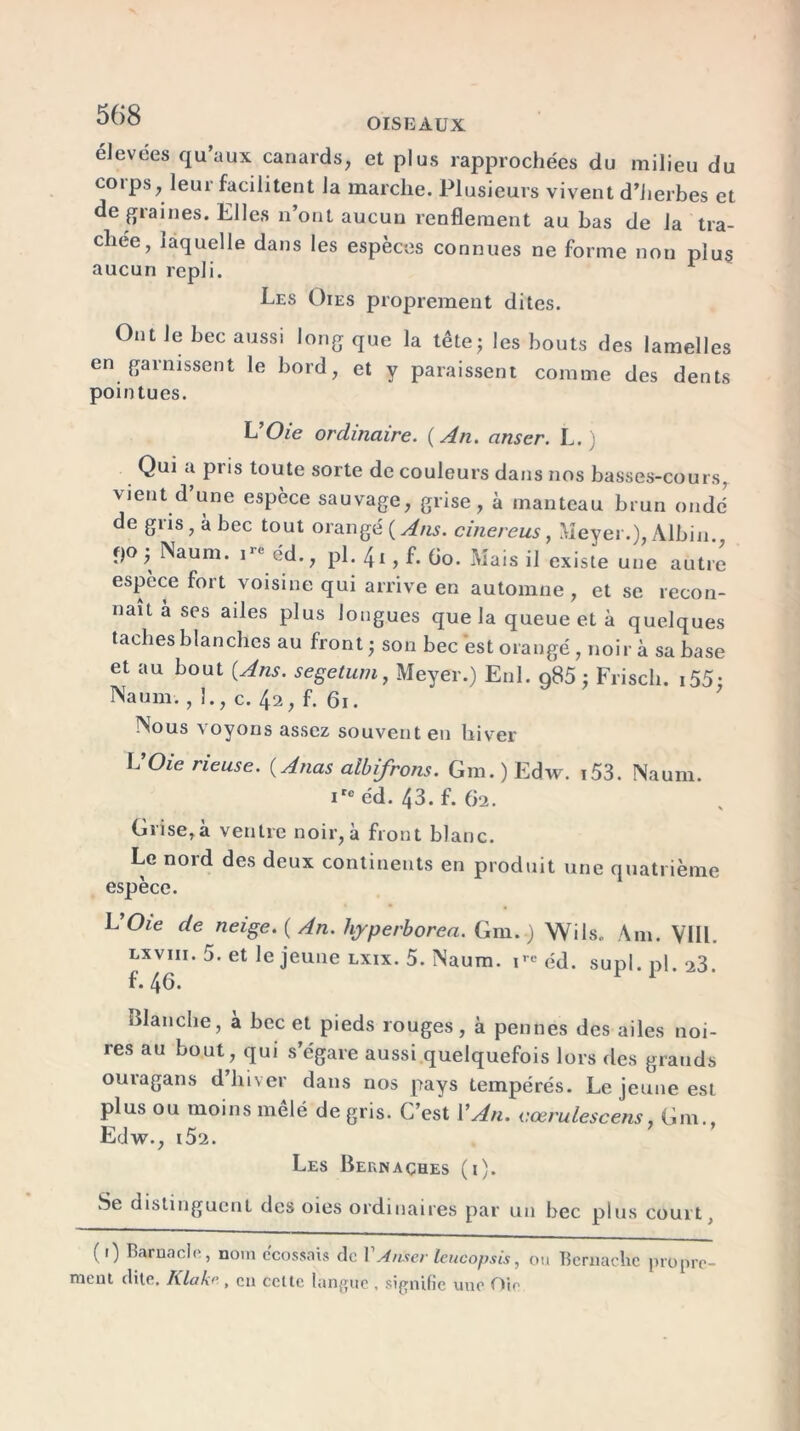 élevées qu’aux canards, et plus rapprochées du milieu du coips, leur facilitent la marche. Plusieurs vivent d’herbes et de graines. Elles n’ont aucun renflement au bas de la tra- chée, laquelle dans les espèces connues ne forme non plus aucun repli. r Les Oies proprement dites. Ont le bec aussi long que la tête; les bouts des lamelles en garnissent le bord, et y paraissent comme des dents pointues. VOie ordinaire. {An. anser. L. ) Qui a pris toute sorte de couleurs dans nos basses-cours, vient d’une espèce sauvage, grise, à manteau brun onde’ de giis,àbec tout orangé {Ans. cinereus, Meyer.), Albin qo; Naum. i- cd., pi. ^ , f. Go. Mais il existe une autre espèce fort voisine qui arrive en automne, et se recon- naît à ses ailes plus longues que la queue et à quelques taches blanches au front ; son bec est orangé, noir à sa base et au bout {Ans. segetum, Meyer.) Enl. o85 : Friscli. i55: Naum., 1., c. 42, f. 61. Nous voyons assez souvent en hiver VOie rieuse. {Anas aibifrons. Gm.)Edw. i53. Naum. ire éd. 43. f. 62. Grise,à ventre noir, à front blanc. Le nord des deux continents en produit une quatrième espèce. L Oie de neige. ( An. hyperborea. Gm. ) Wils, Am. VUE Lxvm. 5. et le jeune lxix. 5. Naum. 1™ éd. supl.pl. 23. f. 46- Blanche, a bec et pieds rouges, à pennes des ailes noi- res au bout , qui s’égare aussi quelquefois lors des grands ouragans d hiver dans nos pays tempérés. Le jeune est plus ou moins mêlé de gris. L’est VAn. eœrulescens Gm., Edw., i52. Les Bernaçhes (i). Se distinguent des oies ordinaires par un bec plus court, (1) Barnacle, nom écossais de V A nier leucopsis, ou Bcrnachc propre meut dite, l\.lak>‘, eu cette langue , signifie une Oie