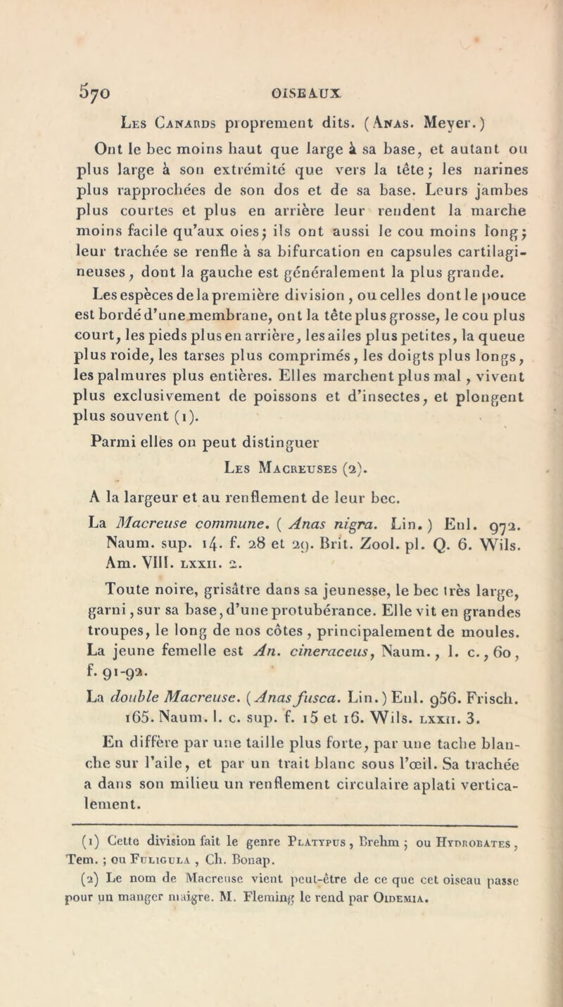 Les Canards proprement dits. (Anas. Meyer.) Ont le bec moins haut que large à sa base, et autant ou plus large à son extrémité que vers la tête ; les narines plus rapprochées de son dos et de sa base. Leurs jambes plus courtes et plus en arrière leur rendent la marche moins facile qu’aux oies; ils ont aussi le cou moins long; leur trachée se renfle à sa bifurcation en capsules cartilagi- neuses, dont la gauche est généralement la plus grande. Les espèces de la première division , ou celles dont le pouce est bordé d’une membrane, ont la tête plus grosse, le cou plus court, les pieds plus en arrière, les ailes plus petites, la queue plus roide, les tarses plus comprimés, les doigts plus longs, les palmures plus entières. Elles marchent plus mal , vivent plus exclusivement de poissons et d’insectes, et plongent plus souvent (1). Parmi elles on peut distinguer Les Macreuses (2). A la largeur et au renflement de leur bec. La Macreuse commune. ( Anas nigra. Lin.) Enl. 972. Naum. sup. 14. f. 28 et 29. Brit. Zool. pl. Q. 6. Wils. Am. VIH. lxxii. 2. Toute noire, grisâtre dans sa jeunesse, le bec très large, garni ,sur sa base, d’une protubérance. Elle vit en grandes troupes, le long de nos côtes , principalement de moules. La jeune femelle est An. cineraceus, Naum., 1. c.,60, f. 91-92. La double Macreuse. ( Anasfusca. Lin.) Enl. 956. Frisch. i65. Naum. I. c. sup. f. i5 et 16. Wils. lxxii. 3. En diffère par une taille plus forte, par une tache blan- che sur l’aile, et par un trait blanc sous l’œil. Sa trachée a dans son milieu un renflement circulaire aplati vertica- lement. (1) Cette division fait le genre Platypus , Brehm ; ou Hyorobates , Tem. ; ou Fuligula , Ch. Bonap. (2) Le nom de Macreuse vient peul-ètre de ce que cet oiseau passe pour un manger maigre. M. Fleming le rend par Oidemia.
