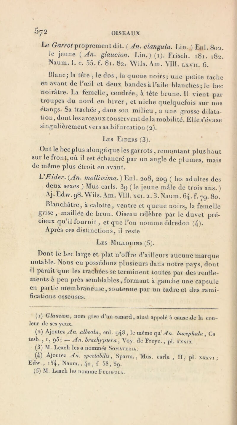 Le Garrot proprement dit. ( An. clangula. Lin . ) Enl. 802. le jeune (An. glaucion. Lin.) (1). Frisch. 181. 182. Naum. 1. c. 55. f. 81.82. Wils. Am. VIII. lxvii. 6. Blanc; la tête , le dos , la queue noirs; une petite tache en avant de l’œil et deux bandes à l’aile blanches; le bec noirâtre. La femelle, cendrée, à tête brune. Il vient par troupes du nord en hiver, et niche quelquefois sur nos étangs. Sa trachée, dans son milieu , a une grosse dilata- tion, dont les arceaux conservent delà mobilité. Elles’évase singulièrement vers sa bifurcation (2). s Les Eiders (3). Ont le bec plus alongéque les garrots , remontant plus haut sur le front,où il est échancré par un angle de plumes, mais de même plus étroit en avant. L Euler. (An. mollissima. ) Enl. 208, 209 ( les adultes des deux sexes ) Mus caris. 39 (le jeune mâle de trois ans. ) Aj.Edw.98. Wils. Am. VUl.xci. 2.3. Naum. 64. f. 79.80. Blanchâtre, à calotte, ventre et queue noirs, la femelle grise , maillée de brun. Oiseau célèbre par le duvet pré- cieux qu’il fournit, et que l’on nomme édredon (4). Après ces distinctions, il reste Les Millouins (5). Dont le bec large et plat n’offre d’ailleurs aucune marque notable. Nous en possédons plusieurs dans notre pays, dont il paraît que les trachées se terminent toutes par des renfle- ments à peu près semblables, formant à gauche une capsule en paitie membraneuse, soutenue par un cadreet des rami- fications osseuses. (1) Glaucion, nom prec d'un canard, ainsi appelé à cause de la cou- leur de ses yeux. (2) Ajoutez An. albeola, enl. g48 , le même qu’v^n. bucephala , Ca tesb., 1, g5; — An. brachjrptera, Voy. de Freyc., pl. xxxix. (3) M. Leach les a nommés Somateria. (4) Ajoutez An. speclabilis, Sparrn., Mus. caris., II, pl. xxxvi ; Edw., 1 54 , Naum., 4o , f. 58, 5g. (5) M. Leacli les nomme Fuligula.