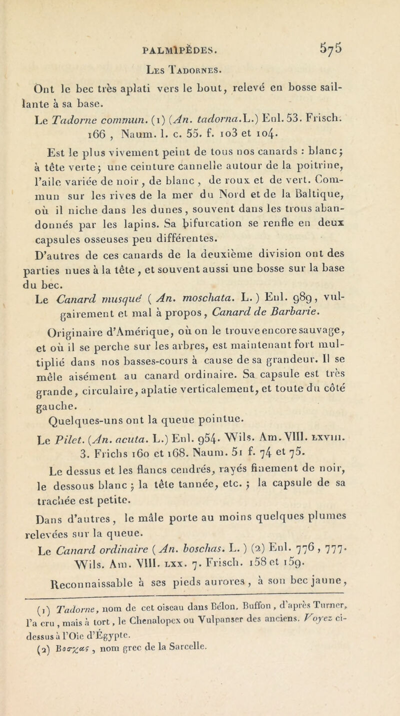 Les Tadornes. Ont le bec très aplati vers le bout, relevé en bosse sail- lante à sa base. Le Tadorne commun. (1) {An. tadorna.L.) Enl.53. Frisch. 166 , Naum. 1. c. 55. f. io3 et io4* Est le plus vivement peint de tous nos canards : blanc j à tête verte ; une ceinture cannelle autour de la poitrine, l’aile variée de noir , de blanc , de roux et de vert. Com- mun sur les rives de la mer du Nord et de la Baltique, où il niche dans les dunes, souvent dans les trous aban- donnés par les lapins. Sa bifurcation se renfle en deux capsules osseuses peu différentes. D’autres de ces canards de la deuxième division ont des parties nues à la tête , et souvent aussi une bosse sur la base du bec. Le Canard musqué ( An. moschata. L. ) Enl. 989, vul- gairement et mal à propos , Canard de Barbarie. Originaire d’Amérique, où on le trouve encore sauvage, et où il se perche sur les arbres, est maintenant fort mul- tiplié dans nos basses-cours à cause de sa grandeur. Il se mêle aisément au canard ordinaire. Sa capsule est très grande, circulaire, aplatie verticalement, et toute du côté gauche. Quelques-uns ont la queue pointue. Le Filet. {An. acuta. L.) Enl. g54- Wils. Am. VIII. lxvui. 3. Frichs 160 et 168. Naum. 5i f. 74 et 75. Le dessus et les flancs cendrés, rayés finement de noir, le dessous blanc 5 la tête tannée, etc. -, la capsule de sa trachée est petite. Dans d’autres, le mâle porte au moins quelques plumes relevées sur la queue. Le Canard ordinaire ( An. bosclias. L. ) (2) Enl. 776,777. Wils. Am. VIII. lxx. 7. Frisch. i58et 1 5q. Reconnaissable à ses pieds aurores, à son bec jaune, (j) Tadorne, nom de cet oiseau dans Belon. Buffon , d après Turner, l’a cru , mais à tort, le Chenalopex ou Yulpanser des anciens. Voyez ci- dessus à l’Oie d’Égypte. (2) 15oa-^ccç , nom grec de la Sarcelle.