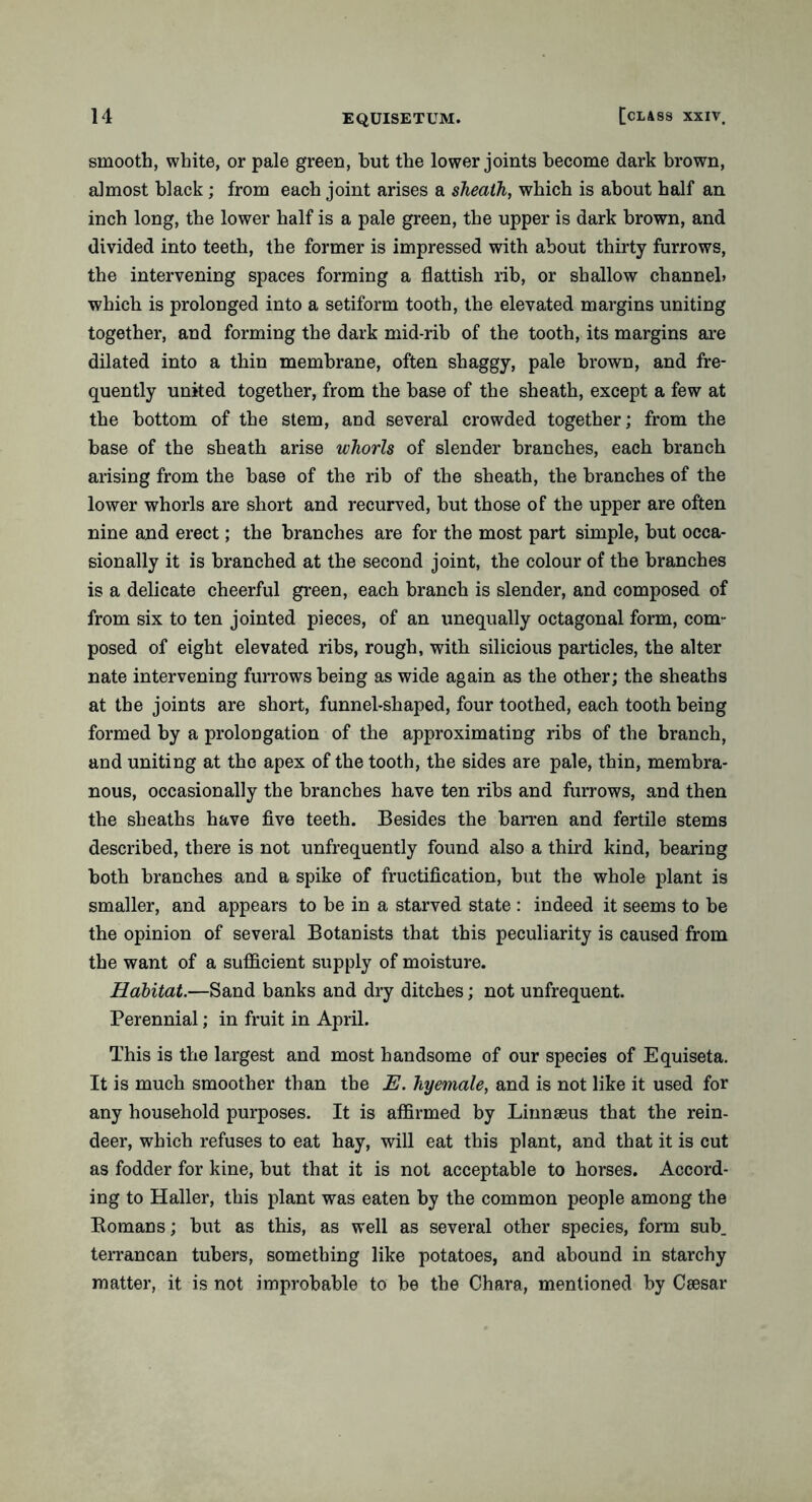 smooth, white, or pale green, hut the lower joints become dark brown, almost black ; from each joint arises a sheath, which is about half an inch long, the lower half is a pale green, the upper is dark brown, and divided into teeth, the former is impressed with about thirty furrows, the intervening spaces forming a flattish rib, or shallow channel? which is prolonged into a setiform tooth, the elevated margins uniting together, and forming the dark mid-rib of the tooth, its margins are dilated into a thin membrane, often shaggy, pale brown, and fre- quently united together, from the base of the sheath, except a few at the bottom of the stem, and several crowded together; from the base of the sheath arise whorls of slender branches, each branch arising from the base of the rib of the sheath, the branches of the lower whorls are short and recurved, but those of the upper are often nine and erect; the branches are for the most part simple, but occa- sionally it is branched at the second joint, the colour of the branches is a delicate cheerful green, each branch is slender, and composed of from six to ten jointed pieces, of an unequally octagonal form, com- posed of eight elevated ribs, rough, with silicious particles, the alter nate intervening furrows being as wide again as the other; the sheaths at the joints are short, funnel-shaped, four toothed, each tooth being formed by a prolongation of the approximating ribs of the branch, and uniting at the apex of the tooth, the sides are pale, thin, membra- nous, occasionally the branches have ten ribs and furrows, and then the sheaths have five teeth. Besides the barren and fertile stems described, there is not unfrequently found also a third kind, bearing both branches and a spike of fructification, but the whole plant is smaller, and appears to be in a starved state : indeed it seems to be the opinion of several Botanists that this peculiarity is caused from the want of a sufficient supply of moisture. Halitat.—Sand banks and dry ditches; not unfrequent. Perennial; in fruit in April. This is the largest and most handsome of our species of Equiseta. It is much smoother than the E. hyemale, and is not like it used for any household purposes. It is affirmed by Linnaeus that the rein- deer, which refuses to eat hay, will eat this plant, and that it is cut as fodder for kine, but that it is not acceptable to horses. Accord- ing to Haller, this plant was eaten by the common people among the Homans; but as this, as well as several other species, form sub. terrancan tubers, something like potatoes, and abound in starchy matter, it is not improbable to be the Chara, mentioned by Caesar