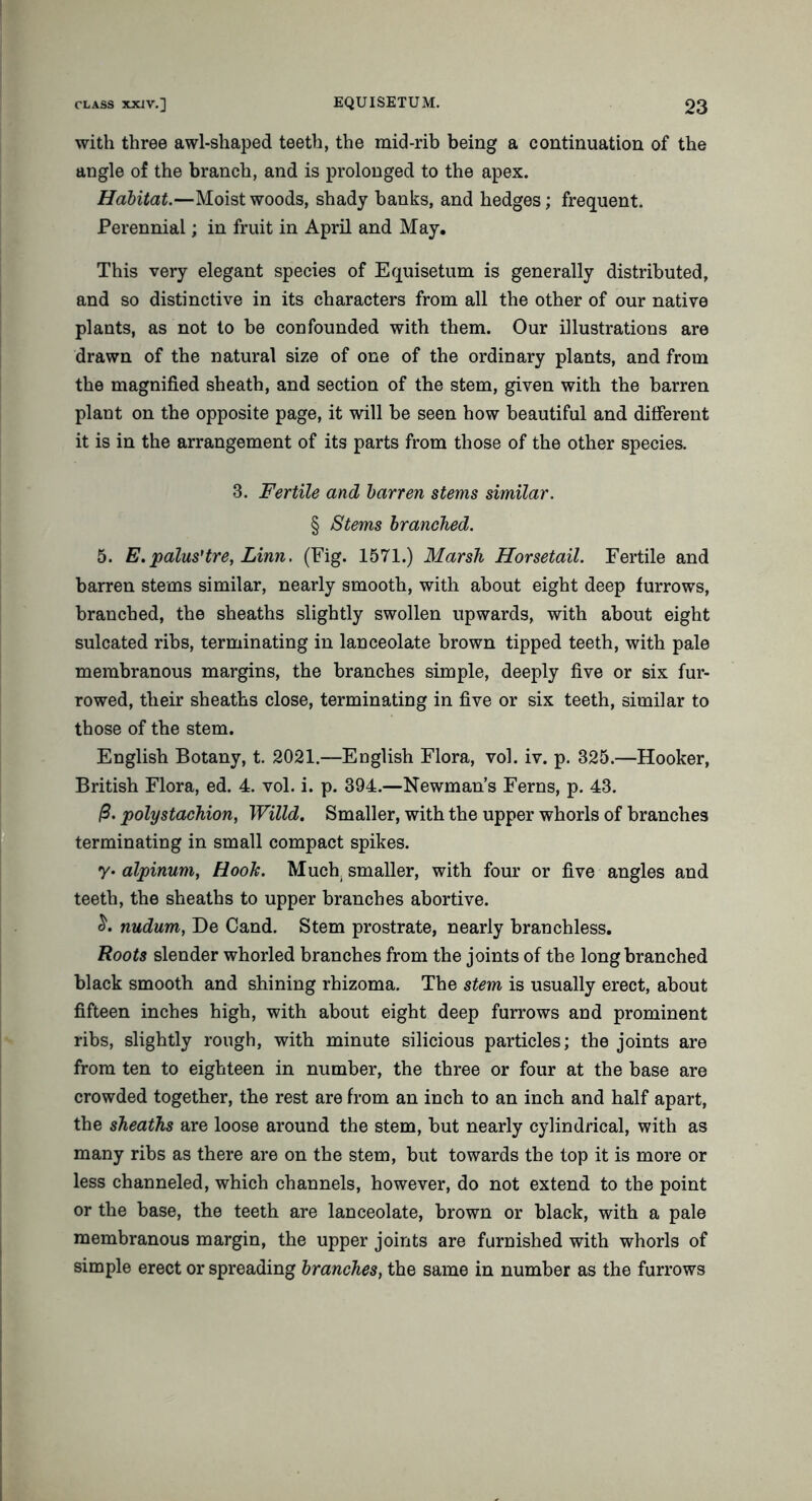 with three awl-shaped teeth, the mid-rib being a continuation of the angle of the branch, and is prolonged to the apex. Habitat.—Moist woods, shady banks, and hedges; frequent. Perennial; in fruit in April and May. This very elegant species of Equisetum is generally distributed, and so distinctive in its characters from all the other of our native plants, as not to be confounded with them. Our illustrations are drawn of the natural size of one of the ordinary plants, and from the magnified sheath, and section of the stem, given with the barren plant on the opposite page, it will be seen how beautiful and different it is in the arrangement of its parts from those of the other species. 3. Fertile and barren stems similar. § Stems branched. 5. E.pains'tre, Linn. (Fig. 1571.) Marsh Horsetail. Fertile and barren stems similar, nearly smooth, with about eight deep furrows, branched, the sheaths slightly swollen upwards, with about eight sulcated ribs, terminating in lanceolate brown tipped teeth, with pale membranous margins, the branches simple, deeply five or six fur- rowed, their sheaths close, terminating in five or six teeth, similar to those of the stem. English Botany, t. 2021.—English Flora, vol. iv. p. 325.—Hooker, British Flora, ed. 4. vol. i. p. 394.—Newman’s Ferns, p. 43. /3. polystachion, Willd, Smaller, with the upper whorls of branches terminating in small compact spikes. y* alpinum, Hook. Much, smaller, with four or five angles and teeth, the sheaths to upper branches abortive. nudum, De Cand. Stem prostrate, nearly branchless. Roots slender whorled branches from the joints of the long branched black smooth and shining rhizoma. The stem is usually erect, about fifteen inches high, with about eight deep furrows and prominent ribs, slightly rough, with minute silicious particles; the joints are from ten to eighteen in number, the three or four at the base are crowded together, the rest are from an inch to an inch and half apart, the sheaths are loose around the stem, but nearly cylindrical, with as many ribs as there are on the stem, but towards the top it is more or less channeled, which channels, however, do not extend to the point or the base, the teeth are lanceolate, brown or black, with a pale membranous margin, the upper joints are furnished with whorls of simple erect or spreading branches, the same in number as the furrows