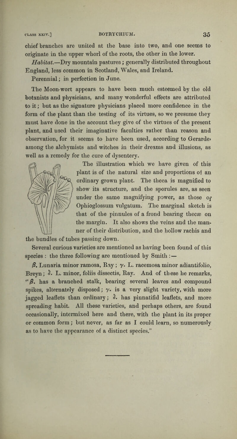 chief branches are united at the base into two, and one seems to originate in the upper whorl of the roots, the other in the lower. Habitat.—Dry mountain pastures; generally distributed throughout England, less common in Scotland, Wales, and Ireland. Perennial; in perfection in June. The Moon-wort appears to have been much esteemed by the old botanists and physicians, and many wonderful effects are attributed to it; but as the signature physicians placed more confidence in the form of the plant than the testing of its virtues, so we presume they must have done in the account they give of the virtues of the present plant, and used their imaginative faculties rather than reason and observation, for it seems to have been used, according to Gerarde* among the alcliymists and witches in their dreams and illusions, as well as a remedy for the cure of dysentery. The illustration which we have given of this plant is of the natural size and proportions of an ordinary grown plant. The theca is magnified to show its structure, and the sporules are, as seen under the same magnifying power, as those of Opliioglossum vulgatum. The marginal sketch is that of the pinnules of a frond bearing thecae on the margin. It also shows the veins and the man- ner of their distribution, and the hollow rachis and the bundles of tubes passing down. Several curious varieties are mentioned as having been found of this species : the three following are mentioned by Smith : — /3. Lunaria minor ramosa, Ray ; y. L. racemosa minor adiantifolio, Breyn; L. minor, foliis dissectis, Ray. And of these he remarks, “/3. has a branched stalk, bearing several leaves and compound spikes, alternately disposed; y. is a very slight variety, with more jagged leaflets than ordinary; has pinnatifid leaflets, and more spreading habit. All these varieties, and perhaps others, are found occasionally, intermixed here and there, with the plant in its proper or common form; but never, as far as I could learn, so numerously as to have the appearance of a distinct species.”