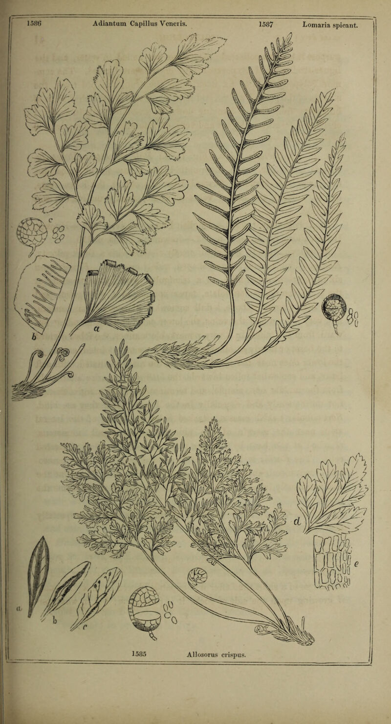 1585 Allosorus crispus.