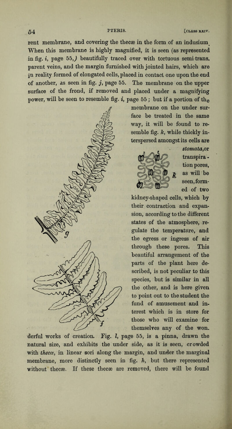 rent membrane, and covering the thecae in the form of an indusium When this membrane is highly magnified, it is seen (as represented in fig. i, page 55 J beautifully traced over with tortuous semi trans- parent veins, and the margin furnished with jointed hairs, which are in reality formed of elongated cells, placed in contact one upon the end of another, as seen in fig. j, page 55. The membrane on the upper surface of the frond, if removed and placed under a magnifying power, will be seen to resemble fig. i, page 55 ; but if a portion of the membrane on the under sur- face be treated in the same way, it will be found to re- semble fig. Je, while thickly in- terspersed amongst its cells are stomata,on Jj) transpira - tion pores, as will be seen, form- ed of two kidney-shaped cells, which by their contraction and expan- sion, according to the different states of the atmosphere, re- gulate the temperature, and the egress or ingress of air through these pores. This beautiful arrangement of the parts of the plant here de- scribed, is not peculiar to this species, but is similar in all the other, and is here given to point out to the student the fund of amusement and in- terest which is in store for those who will examine for themselves any of the won- derful works of creation. Fig. I, page 55, is a pinna, drawn the natural size, and exhibits the under side, as it is seen, crowded with thecce, in linear sori along the margin, and under the marginal membrane, more distinctly seen in fig. Ti, but there represented without thecse. If these thecse are removed, there will be found