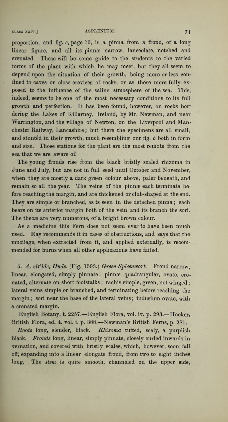 proportion, and fig. c, page 70, is a pinna from a frond, of a long linear figure, and all its pinnae narrow, lanceolate, notched and crenated. These will he some guide to the students to the varied forms of the plant with which he may meet, hut they all seem to depend upon the situation of their growth, being more or less con- fined to caves or close crevices of rocks, or as those more fully ex- posed to the influence of the saline atmosphere of the sea. This, indeed, seems to be one of the most necessary conditions to its full growth and perfection. It has been found, however, on rocks bor dering the Lakes of Killarney, Ireland, by Mr. Newman, and near Warrington, and the village of Newton, on the Liverpool and Man* Chester Kailway, Lancashire; but there the specimens are all small, and stunted in their growth, much resembling our fig. b both in form and size. Those stations for the plant are the most remote from the sea that we are aware of. The young fronds rise from the black bristly scaled rhizoma in June and July, but are not in full seed until October and November, when they are mostly a dark green colour above, paler beneath, and remain so all the year. The veins of the pinnoe each terminate be- fore reaching the margin, and are thickened or club-shaped at the end. They are simple or branched, as is seen in the detached pinna; each hears on its anterior margin both of the vein and its branch the sori. The thecae are very numerous, of a bright brown colour. As a medicine this Fern does not seem ever to have been much used. Ray recommends it in cases of obstructions, and says that the mucilage, when extracted from it, and applied externally, is recom- mended for burns when all other applications have failed. 5. A. vir'ide, Huds. (Fig. 1593.) Green Spleenwort. Frond narrow, linear, elongated, simply pinnate; pinnae quadrangular, ovate, cre- nated, alternate on short footstalks ; rachis simple, green, not winged; lateral veins simple or branched, and terminating before reaching the margin ; sori near the base of the lateral veins; indusium ovate, with a crenated margin. English Botany, t. 2257.—English Flora, vol. iv. p. 293.—Hooker, 3ritish Flora, ed. 4. vol. i. p. 388.—Newman’s British Ferns, p. 281. Roots long, slender, black. Rhizoma tufted, scaly, a purplish black. Fronds long, linear, simply pinnate, closely curled inwards in vernation, and covered with bristly scales, which, however, soon fall off, expanding into a linear elongate frond, from two to eight inches long. The stem is quite smooth, channeled on the upper side,