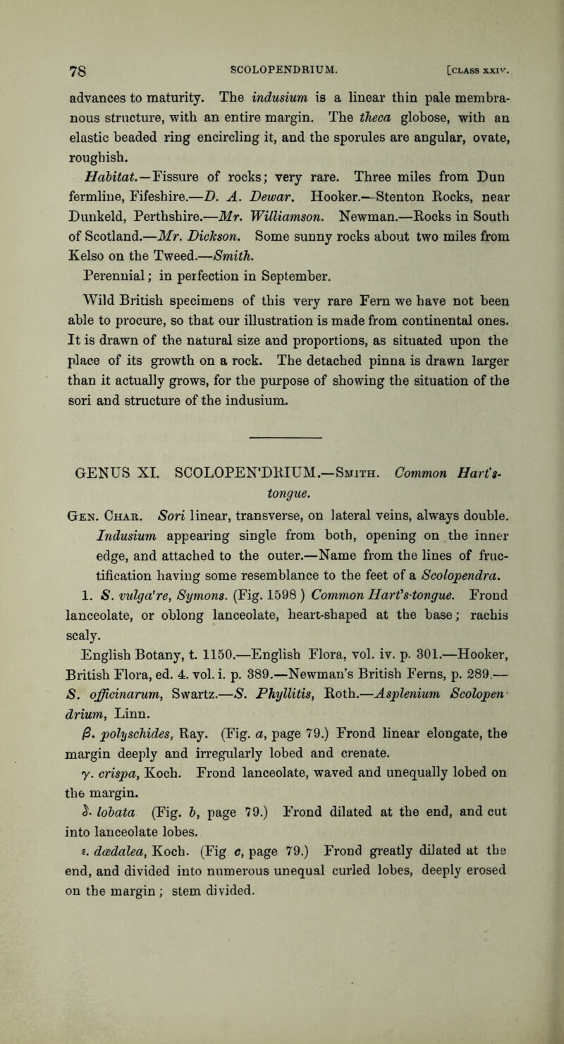 advances to maturity. The indusium is a linear thin pale membra- nous structure, with an entire margin. The theca globose, with an elastic beaded ring encircling it, and the sporules are angular, ovate, roughish. Habitat. — Fissure of rocks; very rare. Three miles from Dun fermline, Fifeshire.—D. A. Dewar. Hooker.—Stenton Rocks, near Dunkeld, Perthshire.—Mr. Williamson. Newman.—Rocks in South of Scotland.—Mr. Dickson. Some sunny rocks about two miles from Kelso on the Tweed.—Smith. Perennial; in perfection in September. Wild British specimens of this very rare Fern we have not been able to procure, so that our illustration is made from continental ones. It is drawn of the natural size and proportions, as situated upon the place of its growth on a rock. The detached pinna is drawn larger than it actually grows, for the purpose of showing the situation of the sori and structure of the indusium. GENUS XI. SCOLOPEN'DRIUM.—Smith. Common Hart's- tongue. Gen. Char. Sori linear, transverse, on lateral veins, always double. Indusium appearing single from both, opening on the inner edge, and attached to the outer.—Name from the lines of fruc- tification having some resemblance to the feet of a Scolopendra. 1. S. vulga're, Symons. (Fig. 1598 ) Common Hart' s-tongue. Frond lanceolate, or oblong lanceolate, heart-shaped at the base; rachis scaly. English Botany, t. 1150.—English Flora, vol. iv. p. 301.—Hooker, British Flora, ed. 4. vol. i. p. 389.—Newman’s British Ferns, p. 289.— S. officinarum, Swartz.—S. Phyllitis, Roth.—Asplenium Scolopen- drium, Linn. /3. polyschules, Ray. (Fig. a, page 79.) Frond linear elongate, the margin deeply and irregularly lobed and crenate. y. crispa, Koch. Frond lanceolate, waved and unequally lobed on the margin. lobata (Fig. b, page 79.) Frond dilated at the end, and cut into lanceolate lobes. e. dcedalea, Koch. (Fig c, page 79.) Frond greatly dilated at the end, and divided into numerous unequal curled lobes, deeply erosed on the margin ; stem divided.