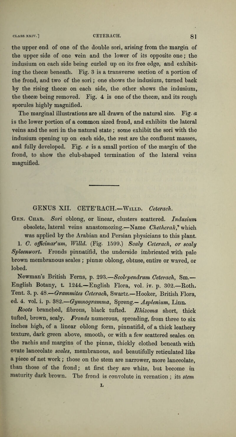 the upper end of one of the double sori, arising from the margin of the upper side of one vein and the lower of its opposite one; the indusium on each side being curled up on its free edge, and exhibit- ing the thecae beneath. Fig. 3 is a transverse section of a portion of the frond, and two of the sori; one shows the indusium, turned back by the rising thecae on each side, the other shows the indusium, the thecae being removed. Fig. 4 is one of the thecae, and its rough sporules highly magnified. The marginal illustrations are all drawn of the natural size. Fig. a is the lower portion of a common sized frond, and exhibits the lateral veins and the sori in the natural state; some exhibit the sori with the indusium opening up on each side, the rest are the confluent masses, and fully developed. Fig. e is a small portion of the margin of the frond, to show the club-shaped termination of the lateral veins magnified. GENUS XII. CETE'BACH.—Willd. Ceterach. Gen. Char. Sori oblong, or linear, clusters scattered. Indusium obsolete, lateral veins anastomozing.—Name ChetheraTt,’ which was applied by the Arabian and Persian physicians to this plant. 1. C. officinar'um, Willd. (Fig. 1599.) Scaly Ceterach, or scaly Spleenwort. Fronds pinnatifid, the underside imbricated with pale brown membranous scales ; pinnae oblong, obtuse, entire or waved, or lobed. Newman’s British Ferns, p. 293.—Scolopendrum Ceterach, Sm.— English Botany, t. 1244.—English Flora, vol. iv. p. 302.—Both. Tent. 3. p. 48.—Orammites Ceterach, Swartz.—Hooker, British Flora, ed. 4. vol. i. p. 382.—Gymnoyramma, Spreng.— Asplenium, Linn. Roots branched, fibrous, black tufted. Rhizoma short, thick tufted, brown, scaly. Fronds numerous, spreading, from three to six inches high, of a linear oblong form, pinnatifid, of a thick leathery texture, dark green above, smooth, or with a few scattered scales, on the rachis and margins of the pinnae, thickly clothed beneath with ovate lanceolate scales, membranous, and beautifully reticulated like a piece of net work; those on the stem are narrower, more lanceolate, than those of the frond; at first they are white, but become in maturity dark brown. The frond is convolute in vernation ; its stem L