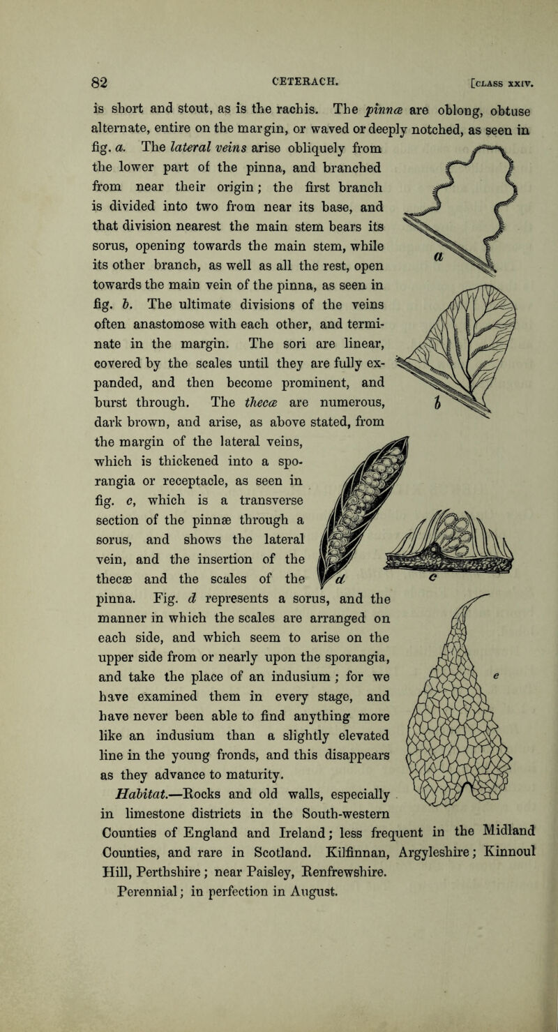 is short and stout, as is the rachis. The pinna are oblong, obtuse alternate, entire on the margin, or waved or deeply notched, as seen in fig. a. The lateral veins arise obliquely from the lower part of the pinna, and branched from near their origin; the first branch is divided into two from near its base, and that division nearest the main stem bears its sorus, opening towards the main stem, while its other branch, as well as all the rest, open towards the main vein of the pinna, as seen in fig. b. The ultimate divisions of the veins often anastomose with each other, and termi- nate in the margin. The sori are linear, covered by the scales until they are fully ex- panded, and then become prominent, and burst through. The theca are numerous, dark brown, and arise, as above stated, from the margin of the lateral veins, which is thickened into a spo- rangia or receptacle, as seen in fig. c, which is a transverse section of the pinnrn through a sorus, and shows the lateral vein, and the insertion of the thecae and the scales of the pinna. Fig. d represents a sorus, and the manner in which the scales are arranged on each side, and which seem to arise on the upper side from or nearly upon the sporangia, and take the place of an indusium ; for we have examined them in every stage, and have never been able to find anything more like an indusium than a slightly elevated line in the young fronds, and this disappears as they advance to maturity. Habitat.—Eocks and old walls, especially in limestone districts in the South-western Counties of England and Ireland; less frequent in the Midland Counties, and rare in Scotland. Kilfinnan, Argyleshire; Kinnoul Hill, Perthshire; near Paisley, Eenfrewshire. Perennial; in perfection in August.