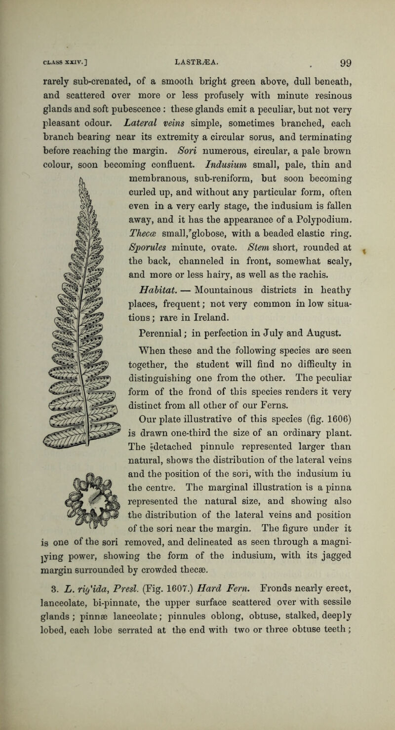 class xxiv.] LASTRJSA. 99 rarely sub-crenated, of a smooth bright green above, dull beneath, and scattered over more or less profusely with minute resinous glands and soft pubescence : these glands emit a peculiar, but not very pleasant odour. Lateral veins simple, sometimes branched, each branch bearing near its extremity a circular sorus, and terminating before reaching the margin. Son numerous, circular, a pale brown colour, soon becoming confluent. Indusium small, pale, thin and membranous, sub-reniform, but soon becoming curled up, and without any particular form, often even in a very early stage, the indusium is fallen away, and it has the appearance of a Polypodium. Thecce small,’’globose, with a beaded elastic ring. Sporules minute, ovate. Stem short, rounded at the back, channeled in front, somewhat scaly, and more or less hairy, as well as the rachis. Habitat. — Mountainous districts in heathy places, frequent; not very common in low situa- tions ; rare in Ireland. Perennial; in perfection in July and August. When these and the following species are seen together, the student will find no difficulty in distinguishing one from the other. The peculiar form of the frond of this species renders it very distinct from all other of our Ferns. Our plate illustrative of this species (fig. 1606) is drawn one-third the size of an ordinary plant. The “detached pinnule represented larger than natural, shows the distribution of the lateral veins and the position of the sori, with the indusium in the centre. The marginal illustration is a pinna represented the natural size, and showing also the distribution of the lateral veins and position of the sori near the margin. The figure under it is one of the sori removed, and delineated as seen through a magni- fying power, showing the form of the indusium, with its jagged margin surrounded by crowded thecae. 3. L. rif/ida, Presl. (Fig. 1607.) Hard Fern. Fronds nearly erect, lanceolate, bi-pinnate, the upper surface scattered over with sessile glands; pinnae lanceolate; pinnules oblong, obtuse, stalked, deeply lobed, each lobe serrated at the end with two or three obtuse teeth;