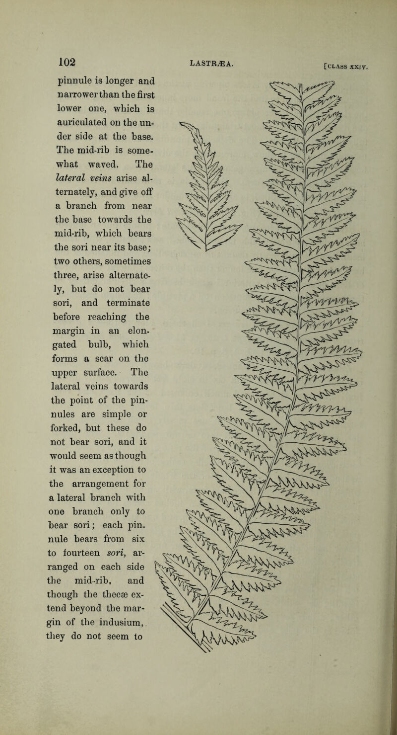 pinnule is longer and narrower than the first lower one, which is auriculated on the un- der side at the base. The mid-rib is some- what waved. The lateral veins arise al- ternately, and give off a branch from near the base towards the mid-rib, which hears the sori near its base; two others, sometimes three, arise alternate- ly, but do not hear sori, and terminate before reaching the margin in an elon- gated bulb, which forms a scar on the upper surface. The lateral veins towards the point of the pin- nules are simple or forked, but these do not bear sori, and it would seem as though it was an exception to the arrangement for a lateral branch with one branch only to bear sori; each pin. nule bears from six to fourteen sori, ar- ranged on each side the mid-rib, and though the tliecse ex- tend beyond the mar- gin of the indusium, they do not seem to