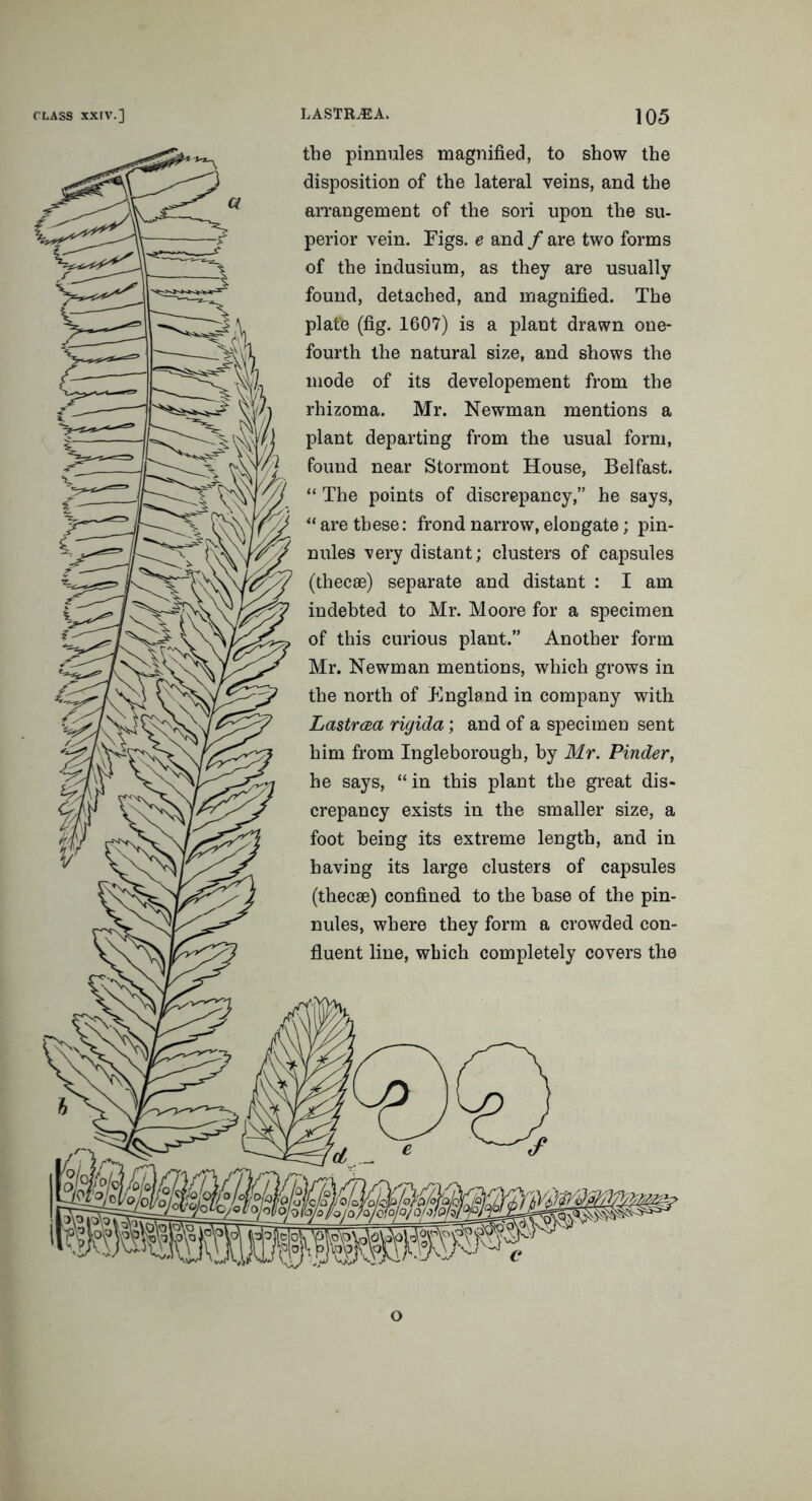 the pinnules magnified, to show the disposition of the lateral veins, and the arrangement of the sori upon the su- perior vein. Figs, e and f are two forms of the indusium, as they are usually found, detached, and magnified. The plate (fig. 1607) is a plant drawn one- fourth the natural size, and shows the mode of its developement from the rhizoma. Mr. Newman mentions a plant departing from the usual form, found near Stormont House, Belfast. “ The points of discrepancy,” he says, “are these: frond narrow, elongate; pin- nules very distant; clusters of capsules (thecae) separate and distant : I am indebted to Mr. Moore for a specimen of this curious plant.” Another form Mr. Newman mentions, which grows in the north of England in company with Lastrcea rigida ; and of a specimen sent him from Ingleborough, by Mr. Pinder, he says, “ in this plant the great dis- crepancy exists in the smaller size, a foot being its extreme length, and in having its large clusters of capsules (thecae) confined to the base of the pin- nules, where they form a crowded con- fluent line, which completely covers the o