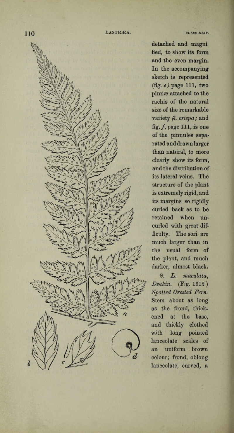 detached and magni fied, to show its form and the even margin. In the accompanying sketch is represented (fig. e) page 111, two pinnae attached to the rachis of the natural size of the remarkable variety (3. crispa; and fig./, page 111, is one of the pinnules sepa- rated and drawn larger than natural, to more clearly show its form, and the distribution of its lateral veins. The structure of the plant is extremely rigid, and its margins so rigidly curled back as to be retained when un- curled with great dif- ficulty. The sori are much larger than in the usual form of the plant, and much darker, almost black. 8. L. maculata, Deahin. (Fig. 1612) Spotted Crested Fern• Stem about as long as the frond, thick- ened at the base, and thickly clothed with long pointed lanceolate scales of an uniform brown colour; frond, oblong lanceolate, curved, a