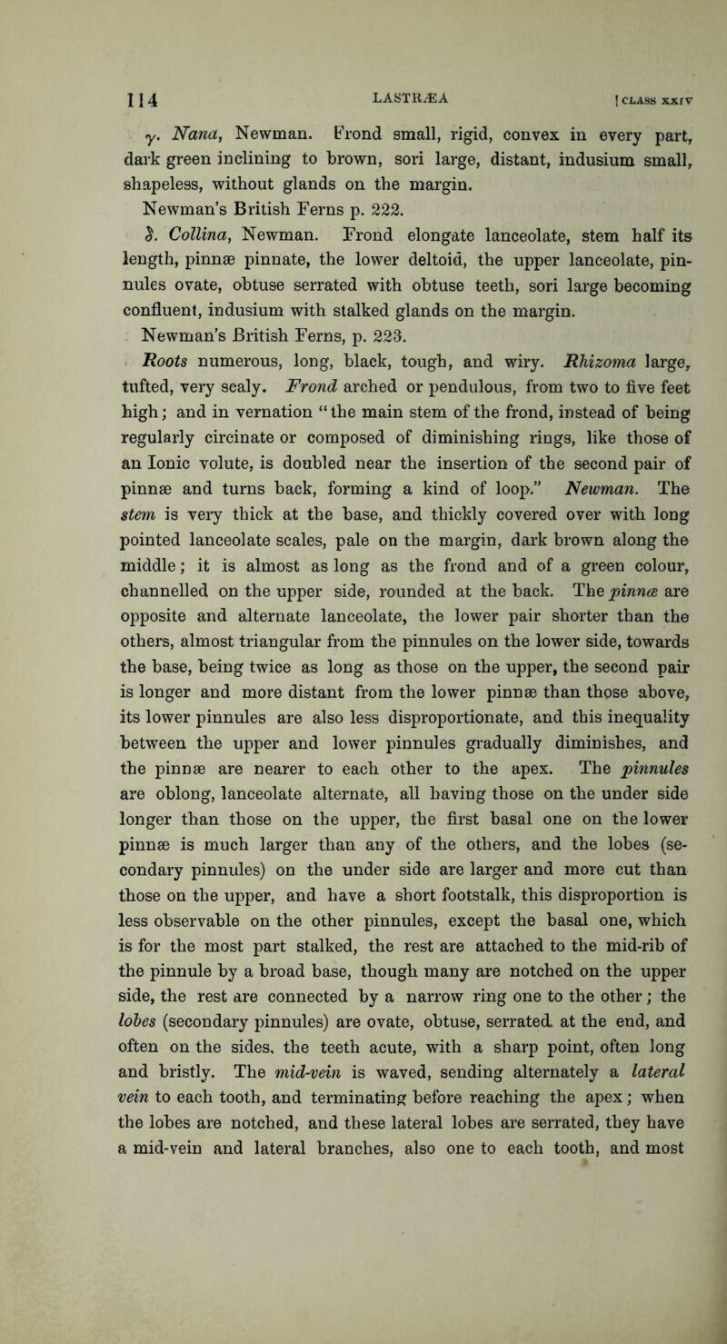y. Nana, Newman. Frond small, rigid, convex in every part, dark green inclining to brown, sori large, distant, indusium small, shapeless, without glands on the margin. Newman’s British Ferns p. 222. Collina, Newman. Frond elongate lanceolate, stem half its length, pinnae pinnate, the lower deltoid, the upper lanceolate, pin- nules ovate, obtuse serrated with obtuse teeth, sori large becoming confluent, indusium with stalked glands on the margin. Newman’s British Ferns, p. 223. Roots numerous, long, black, tough, and wiry. Rhizoma large, tufted, very scaly. Frond arched or pendulous, from two to five feet high; and in vernation “the main stem of the frond, instead of being regularly circinate or composed of diminishing rings, like those of an Ionic volute, is doubled near the insertion of the second pair of pinnae and turns back, forming a kind of loop.” Newman. The stem is very thick at the base, and thickly covered over with long pointed lanceolate scales, pale on the margin, dark brown along the middle; it is almost as long as the frond and of a green colour, channelled on the upper side, rounded at the back. The pinnce are opposite and alternate lanceolate, the lower pair shorter than the others, almost triangular from the pinnules on the lower side, towards the base, being twice as long as those on the upper, the second pair is longer and more distant from the lower pinnae than those above, its lower pinnules are also less disproportionate, and this inequality between the upper and lower pinnules gradually diminishes, and the pinnae are nearer to each other to the apex. The pinnules are oblong, lanceolate alternate, all having those on the under side longer than those on the upper, the first basal one on the lower pinnae is much larger than any of the others, and the lobes (se- condary pinnules) on the under side are larger and more cut than those on the upper, and have a short footstalk, this disproportion is less observable on the other pinnules, except the basal one, which is for the most part stalked, the rest are attached to the mid-rib of the pinnule by a broad base, though many are notched on the upper side, the rest are connected by a narrow ring one to the other; the lobes (secondary pinnules) are ovate, obtuse, serrated, at tbe end, and often on the sides, the teeth acute, with a sharp point, often long and bristly. The mid-vein is waved, sending alternately a lateral vein to each tooth, and terminating before reaching the apex; when the lobes are notched, and these lateral lobes are serrated, they have a mid-vein and lateral branches, also one to each tooth, and most