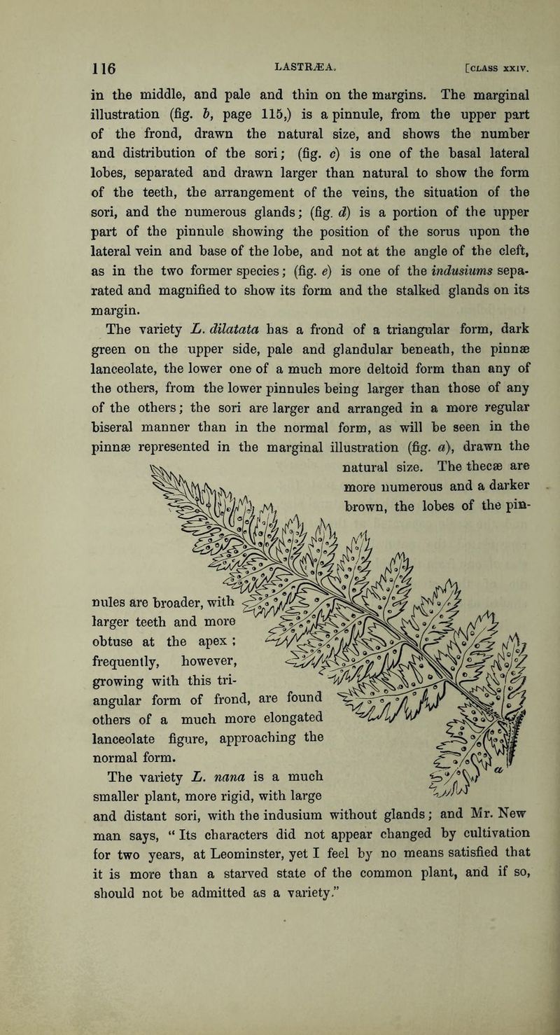 in the middle, and pale and thin on the margins. The marginal illustration (fig. b, page 115,) is a pinnule, from the upper part of the frond, drawn the natural size, and shows the number and distribution of the sori; (fig. c) is one of the basal lateral lobes, separated and drawn larger than natural to show the form of the teeth, the arrangement of the veins, the situation of the sori, and the numerous glands; (fig. d) is a portion of the upper part of the pinnule showing the position of the sorus upon the lateral vein and base of the lobe, and not at the angle of the cleft, as in the two former species; (fig. e) is one of the indusiums sepa- rated and magnified to show its form and the stalked glands on its margin. The variety L. dilatata has a frond of a triangular form, dark green on the upper side, pale and glandular beneath, the pinnae lanceolate, the lower one of a much more deltoid form than any of the others, from the lower pinnules being larger than those of any of the others; the sori are larger and arranged in a more regular biseral manner than in the normal form, as will be seen in the pinnae represented in the marginal illustration (fig. a), drawn the nules are broader, with larger teeth and more obtuse at the apex; frequently, however, growing with this tri- angular form of frond, are found others of a much more elongated lanceolate figure, approaching the normal form. The variety L. nana is a much smaller plant, more rigid, with large and distant sori, with the indusium without glands; and Mr. New man says, “ Its characters did not appear changed by cultivation for two years, at Leominster, yet I feel by no means satisfied that it is more than a starved state of the common plant, and if so, should not be admitted as a variety.”