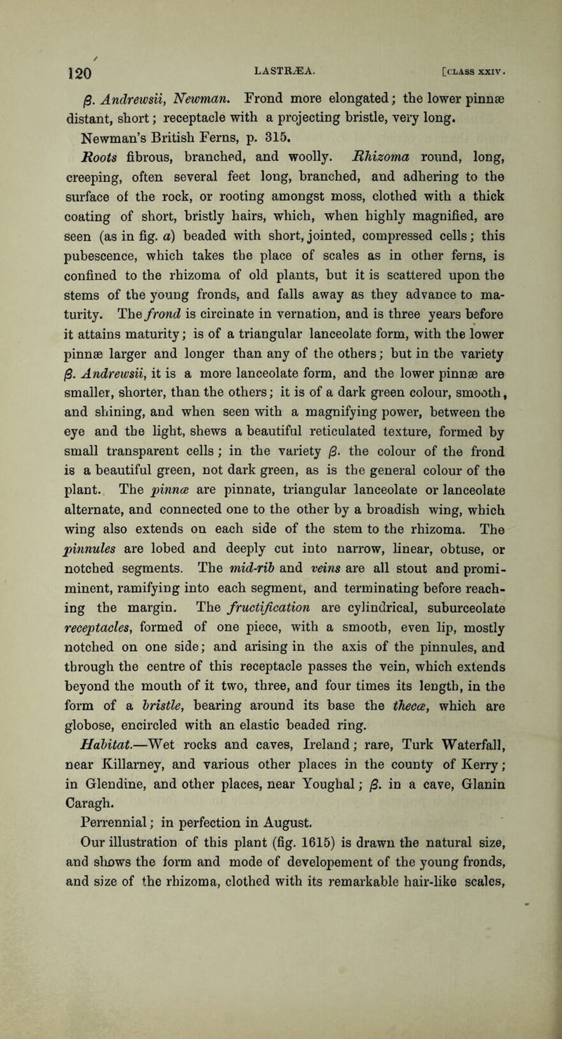 Andrewsii, Newman. Frond more elongated; the lower pinnae distant, short; receptacle with a projecting bristle, very long. Newman’s British Ferns, p. 315. Roots fibrous, branched, and woolly. Rhizoma round, long, creeping, often several feet long, branched, and adhering to the surface of the rock, or rooting amongst moss, clothed with a thick coating of short, bristly hairs, which, when highly magnified, are seen (as in fig. a) headed with short, jointed, compressed cells; this pubescence, which takes the place of scales as in other ferns, is confined to the rhizoma of old plants, but it is scattered upon the stems of the young fronds, and falls away as they advance to ma- turity. The frond is circinate in vernation, and is three years before it attains maturity; is of a triangular lanceolate form, with the lower pinnae larger and longer than any of the others; hut in the variety 0. Andrewsii, it is a more lanceolate form, and the lower pinnae are smaller, shorter, than the others; it is of a dark green colour, smooth, and shining, and when seen with a magnifying power, between the eye and the light, shews a beautiful reticulated texture, formed by small transparent cells ; in the variety (3. the colour of the frond is a beautiful green, not dark green, as is the general colour of the plant. The pinna are pinnate, triangular lanceolate or lanceolate alternate, and connected one to the other by a hroadish wing, which wing also extends on each side of the stem to the rhizoma. The pinnules are lobed and deeply cut into narrow, linear, obtuse, or notched segments. The mid-rib and veins are all stout and promi- minent, ramifying into each segment, and terminating before reach- ing the margin. The fructification are cylindrical, suhurceolate receptacles, formed of one piece, with a smooth, even lip, mostly notched on one side; and arising in the axis of the pinnules, and through the centre of this receptacle passes the vein, which extends beyond the mouth of it two, three, and four times its length, in the form of a bristle, hearing around its base the theca, which are globose, encircled with an elastic headed ring. Habitat.—Wet rocks and caves, Ireland; rare, Turk Waterfall, near Killarney, and various other places in the county of Kerry ; in Glendine, and other places, near Youghal; /3. in a cave, Glanin Caragh. Perrennial; in perfection in August. Our illustration of this plant (fig. 1615) is drawn the natural size, and shows the form and mode of developement of the young fronds, and size of the rhizoma, clothed with its remarkable hair-like scales,