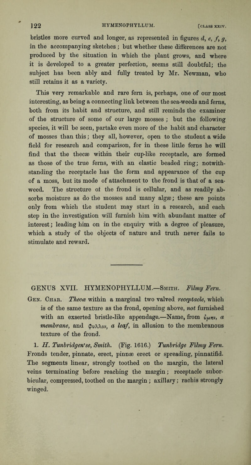 bristles more curved and longer, as represented in figures d, e, /, g, in the accompanying sketches ; but whether these differences are not produced by the situation in which the plant grows, and where it is developed to a greater perfection, seems still doubtful; the subject has been ably and fully treated by Mr. Newman, who still retains it as a variety. This very remarkable and rare fern is, perhaps, one of our most interesting, as being a connecting link between the sea-weeds and ferns, both from its habit and structure, and still reminds the examiner of the structure of some of our large mosses ; but the following species, it will be seen, partake even more of the habit and character of mosses than this; they all, however, open to the student a wide field for research and comparison, for in these little ferns he will find that the thecae within their cup-like receptacle, are formed as those of the true ferns, with an elastic beaded ring; notwith- standing the receptacle has the form and appearance of the cup of a moss, but its mode of attachment to the frond is that of a sea- weed. The structure of the frond is cellular, and as readily ab- sorbs moisture as do the mosses and many algae; these are points only from which the student may start in a research, and each step in the investigation will furnish him with abundant matter of interest; leading him on in the enquiry with a degree of pleasure, which a study of the objects of nature and truth never fails to stimulate and reward. GENUS XVII. HYMENOPHYLLUM.—Smith. Filmy Fern. Gen. Char. Theca within a marginal two valved receptacle, which is of the same texture as the frond, opening above, not furnished with an exserted bristle-like appendage.—Name, from ipnv, a membrane, and tyvXkov, a leaf, in allusion to the membranous texture of the frond. 1. H. Tunbridgen'se, Smith. (Fig. 1616.) Tunbridge Filmy Fern. Fronds tender, pinnate, erect, pinnae erect or spreading, pinnatifid. The segments linear, strongly toothed on the margin, the lateral veins terminating before reaching the margin; receptacle subor- bicular, compressed, toothed on the margin ; axillary; rachis strongly winged.