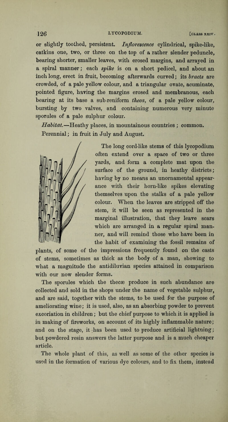 or slightly toothed, persistent. Inflorescence cylindrical, spike-like, catkins one, two, or three on the top of a rather slender peduncle, bearing shorter, smaller leaves, with erosed margins, and arrayed in a spiral manner; each spike is on a short pedicel, and about an inch long, erect in fruit, becoming afterwards curved; its bracts are crowded, of a pale yellow colour, and a triangular ovate, acuminate, pointed figure, having the margins erosed and membranous, each bearing at its base a sub-reniform theca, of a pale yellow colour, bursting by two valves, and containing numerous very minute sporules of a pale sulphur colour. Habitat.—Heathy places, in mountainous countries ; common. Perennial; in fruit in July and August. The long cord-like stems of this lycopodium often extend over a space of two or three yards, and form a complete mat upon the surface of the ground, in heathy districts; having by no means an unornamental appear- ance with their horn-like spikes elevating themselves upon the stalks of a pale yellow colour. When the leaves are stripped off the stem, it will be seen as represented in the marginal illustration, that they leave scars which are arranged in a regular spiral man- ner, and will remind those who have been in the habit of examining the fossil remains of plants, of some of the impressions frequently found on the casts of stems, sometimes as thick as the body of a man, showing to what a magnitude the antidiluvian species attained in comparison with our now slender forms. The sporules which the thecae produce in such abundance are collected and sold in the shops under the name of vegetable sulphur, and are said, together with the stems, to be used for the purpose of ameliorating wine; it is used, also, as an absorbing powder to prevent excoriation in children; but the chief purpose to which it is applied is in making of fireworks, on account of its highly inflammable nature; and on the stage, it :lias been used to produce artificial lightning; but powdered resin answers the latter purpose and is a much cheaper article. The whole plant of this, as well as some of the other species is used in the formation of various dye colours, and to fix them, instead