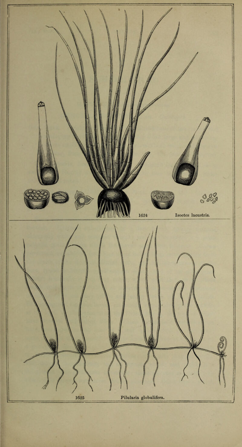 1624 Isoetes lacustris.