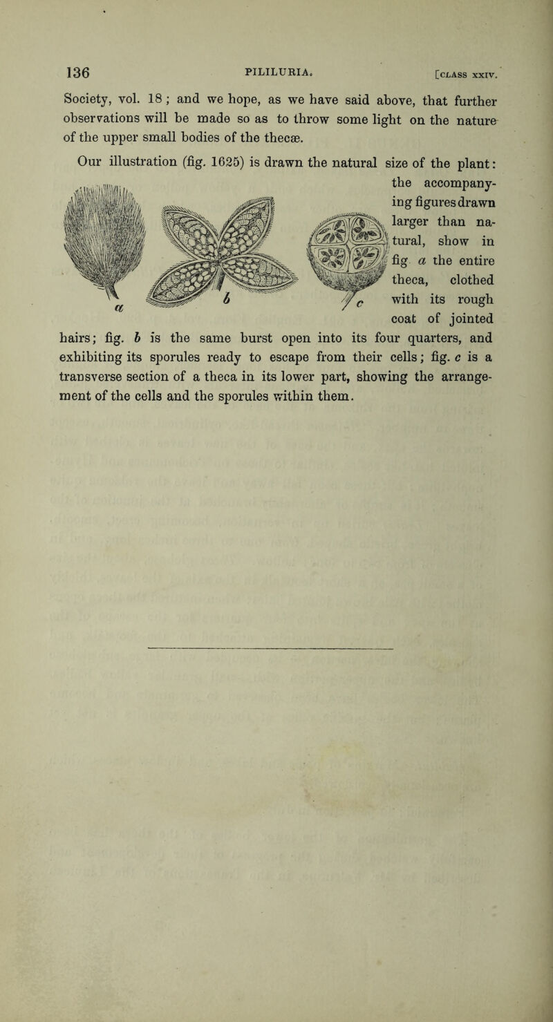 Society, vol. 18; and we hope, as we have said above, that further observations will be made so as to throw some light on the nature of the upper small bodies of the thecae. Our illustration (fig. 1625) is drawn the natural size of the plant: the accompany- ing figures drawn larger than na- tural, show in fig a the entire theca, clothed with its rough coat of jointed hairs; fig. b is the same burst open into its four quarters, and exhibiting its sporules ready to escape from their cells; fig. c is a transverse section of a theca in its lower part, showing the arrange- ment of the cells and the sporules v/ithin them.