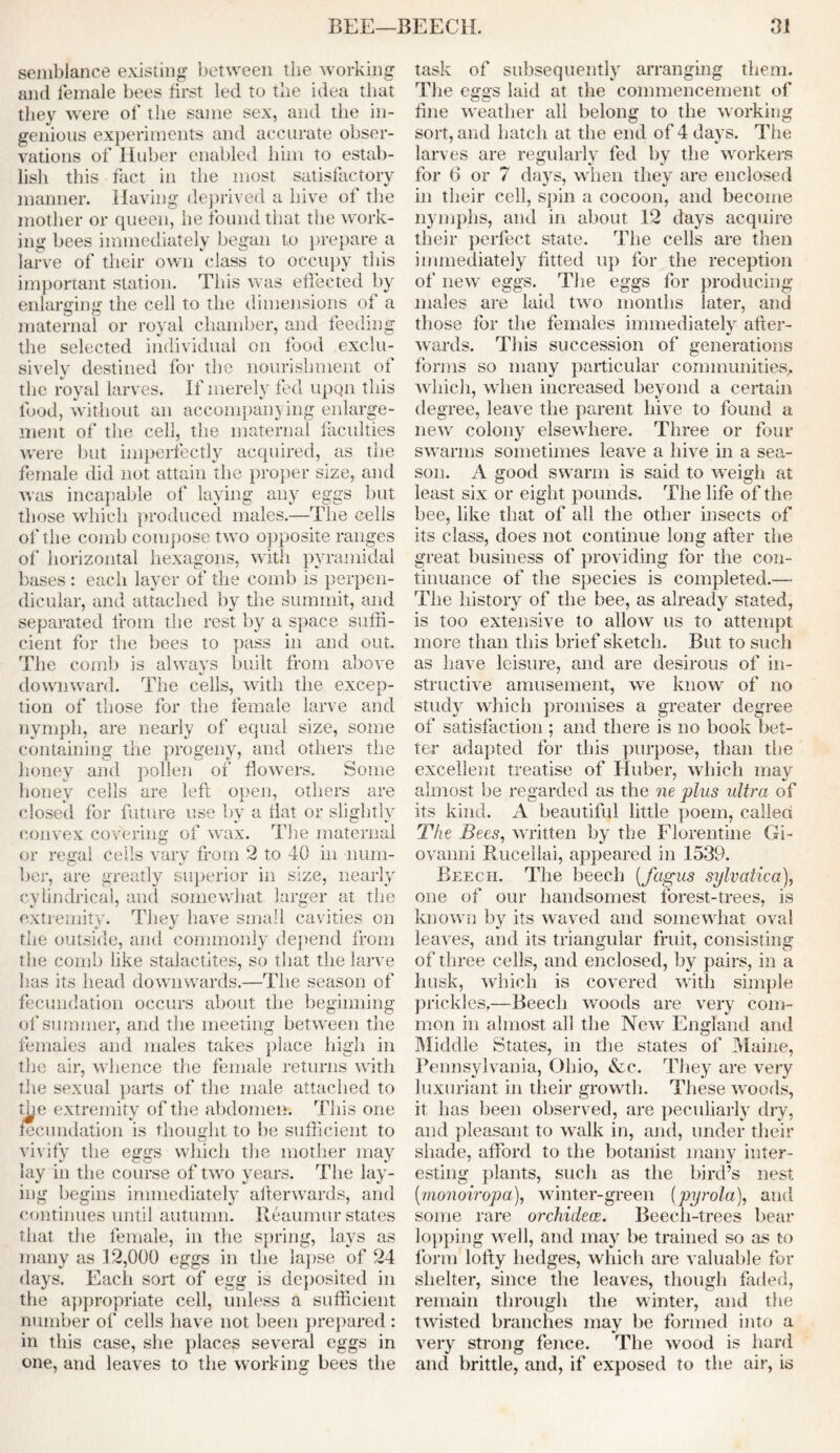 semblance existing between the working and female bees first led to the idea that they were of the same sex, and the in- genious experiments and accurate obser- vations of Huber enabled him to estab- lish this fact in the most satisfactory manner. Having deprived a hive of the mother or queen, he found that the work- ing bees immediately began to prepare a larve of their own class to occupy this important station. This was effected by enlarging the cell to the dimensions of a maternal or royal chamber, and feeding the selected individual on foot! exclu- sively destined for the nourishment of the royal larves. If merely fed upqn this food, without an accompanying enlarge- ment of the cell, the maternal faculties were but imperfectly acquired, as the female did not attain the proper size, and was incapable of laying any eggs but those which produced males.—The cells of the comb compose two opposite ranges of horizontal hexagons, with pyramidal bases : each layer of the comb is perpen- dicular, and attached by the summit, and separated from the rest by a space suffi- cient for the bees to pass in and out. The comb is always built from above downward. The cells, with the excep- tion of those for the female larve and nymph, are nearly of equal size, some containing the progeny, and others the honey and pollen of flowers. Some honey cells are left open, others are closed for future use by a flat or slightly convex covering of wax. The maternal or regal cells vary from 2 to 40 in num- her, are greatly superior in size, nearly cylindrical, and somewhat larger at the extremity. They have small cavities on the outside, and commonly depend from the comb like stalactites, so that the larve has its head downwards.—The season of fecundation occurs about the beginning of summer, and the meeting between the females and males takes place high in the air, whence the female returns with the sexual parts of the male attached to the extremity of the abdomen. This one fecundation is thought to be sufficient to o vivify the eggs which the mother may lay in the course of two years. The lay- ing begins immediately afterwards, and continues until autumn. Reaumur states that the female, in the spring, lays as many as 12,000 eggs in the lapse of 24 days. Each sort of egg is deposited in the appropriate cell, unless a sufficient number of cells have not been prepared : in this case, she places several eggs in one, and leaves to the working bees the task of subsequently arranging them. The eggs laid at the commencement of fine weather all belong to the working sort, and hatch at the end of 4 days. The larves are regularly fed by the workers for <3 or 7 days, when they are enclosed in their cell, spin a cocoon, and become nymphs, and in about 12 days acquire their perfect state. The cells are then immediately fitted up for the reception of new eggs. The eggs for producing males are laid two months later, and those for the females immediately after- wards. This succession of generations forms so many particular communities, which, when increased beyond a certain degree, leave the parent hive to found a new colony elsewhere. Three or four swarms sometimes leave a hive in a sea- son. A good swarm is said to weigh at least six or eight pounds. The life of the bee, like that of all the other insects of its class, does not continue long after the great business of providing for the con- tinuance of the species is completed.— The history of the bee, as already stated, is too extensive to allow us to attempt more than this brief sketch. But to such as have leisure, and are desirous of in- structive amusement, we know of no study which promises a greater degree of satisfaction ; and there is no book bet- ter adapted for this purpose, than the excellent treatise of Huber, which may almost be regarded as the ne plus ultra of its kind. A beautiful little poem, called The Bees, written by the Florentine Gi- ovanni Rucellai, appeared in 1539. Beech. The beech (fagus sylvatica), one of our handsomest forest-trees, is known by its waved and somewhat oval leaves, and its triangular fruit, consisting of three cells, and enclosed, by pairs, in a husk, which is covered with simple prickles.—Beech woods are very com- mon in almost all the New England and Middle States, in the states of Maine, Pennsylvania, Ohio, &c. They are very luxuriant in their growth. These woods, it has been observed, are peculiarly dry, and pleasant to walk in, and, under their shade, afford to the botanist many inter- esting plants, such as the bird’s nest (monoiropa), winter-green (pyrola), and some rare orchidece. Beech-trees bear lopping well, and may be trained so as to form lofty hedges, which are valuable for shelter, since the leaves, though faded, remain through the winter, and the twisted branches may be formed into a very strong fence. The wood is hard and brittle, and, if exposed to the air, is