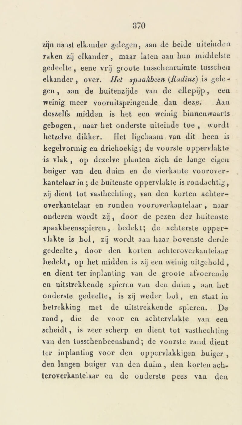 a:o zijn na isl elkander gelegen, aan de beide uiteinden raken zij elkander , maar laten aan hun middelste gedeelte , eene vrij groote lusscbenruimte tusselien elkander , over. Het spaakbeen (Radius) is gele - gen, aan de buitenzijde van de ellepijp , een weinig meer vooruitspringende dan deze. Aan deszelfs midden is bet een weinig binnenwaarts gebogen, naar het onderste uileiude toe, wordt hetzelve dikker. Het ligchaam van dit been is kegelvormig en driehoekig; de voorste oppervlakte is vlak , op dezelve planten zich de lange eigen buiger van den duim en de vierkante voorover- kantelaarin ; de buitenste oppervlakte is rondachtig, zij dient tot vasthechting, van den korten achter- overkantelaar en ronden vooruverkantelaar , naar ouderen wordt zij , door de pezen der buitenste spaakbeensspieren, bedekt; de achterste opper- vlakte is bol, zij wordt aan haar bovenste derde gedeelte , door den kollen achteroveikautelaar bedekt, op liet midden is zij een weinig uilgehold , en dient ter inplanting van de groote afvoerende en uitstrekkende spieren vau den duim , aan het onderste gedeelte, is zij weder Lol, en staat in betrekking met de uilstrekkende spieren. De rand , die de voor en achtervlakle van een scheidt, is zeer scherp en dient tot vasllieclitiug vau den lusschenbeensband ; de voorste rand dient ter inplanting voor den oppervlakkigen buiger , den langen buiger van den duim , den korten acb- teroverkanlelaar en do onderste pees van den