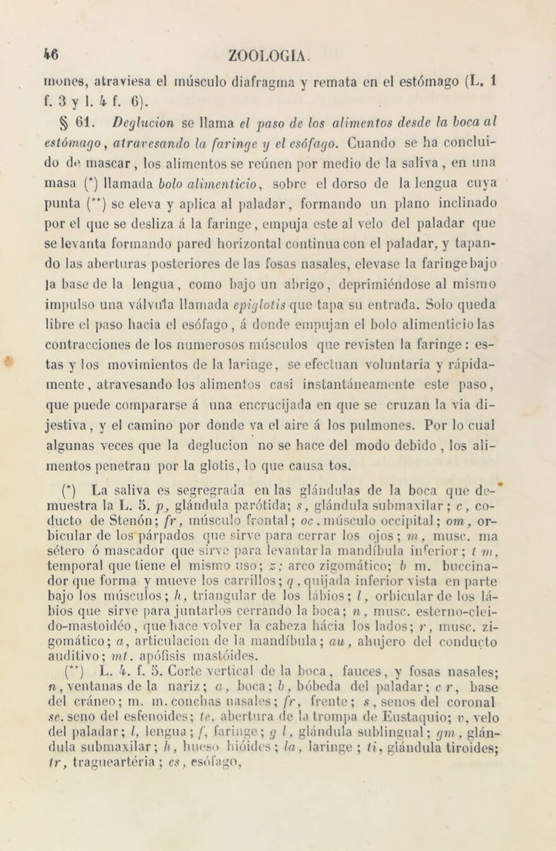 mones, atraviesa el músculo diafragma y remata en el estómago (L. 1 f. 3 y 1. 4 f. 6). § 61. Deglución se llama el paso de los alimentos desde la boca al estómago, atravesando la faringe y el esófago. Cuando se ha conclui- do de mascar, los alimentos se reúnen por medio de la saliva , en una masa (*) llamada bolo alimenticio, sobre el dorso de la lengua cuya punta (”) se eleva y aplica al paladar, formando un plano inclinado por el que se desliza á la faringe, empuja este al velo del paladar que se levanta formando pared horizontal continua con el paladar, y tapan- do las aberturas posteriores de las fosas nasales, elevase la faringe bajo la base de la lengua, como bajo un abrigo, deprimiéndose al mismo impulso una válvula llamada epiglotis que tapa su entrada. Solo queda libre el paso hacia el esófago, á donde empujan el bolo alimenticio las contracciones de los numerosos músculos que revisten la faringe : es- tas y los movimientos de la laringe, se efectúan voluntaria y rápida- mente , atravesando los alimentos casi instantáneamente este paso, que puede compararse á una encrucijada en que se cruzan la via di- jestiva, y el camino por donde va el aire á los pulmones. Por lo cual algunas veces que la deglución no se hace del modo debido , los ali- mentos penetran por la glotis, lo que causa tos. (’) La saliva es segregrada en las glándulas de la boca que de- muestra la L. 5. p, glándula parótida; s, glándula submaxilar; c, co- ducto de Stenón; fr, músculo frontal; oc. músculo occipital; om, or- bicular de los párpados que sirve para cerrar los ojos; m, muse, ma sétero ó mascador que sirve para levantarla mandíbula inferior; t m, temporal que tiene el mismo uso; z; arco zigomátieo; b m. buccina- dor (pie forma y mueve los carrillos; q, quijada inferior vista en parte bajo los músculos; h, triangular de los Libios; l, orbicular de los Li- bios que sirve para juntarlos cerrando la boca; n, muse, esterno-clei- do-mastoidéo, que hace volver la cabeza hácia los lados; r, muse, zi- gomático; a, articulación de la mandíbula; au, ahujero del conducto auditivo; mt. apófisis mastóides. (**) L. 4. f. 5. Corte vertical de la boca, fauces, y fosas nasales; n, ventanas de la nariz; a, boca; b, bóbeda del paladar; cr, base del cráneo; m. m.conchas nasales; fr, frente; s , senos del coronal se. seno del esfenoides; te. abertura de la trompa de Eustaquio; v, velo del paladar; I, lengua; /', faringe; g l, glándula sublingual; gm, glán- dula submaxilar; h, hueso hióides; la, laringe; ti, glándula tiroides; Ir, tragueartéria ; es, esófago,