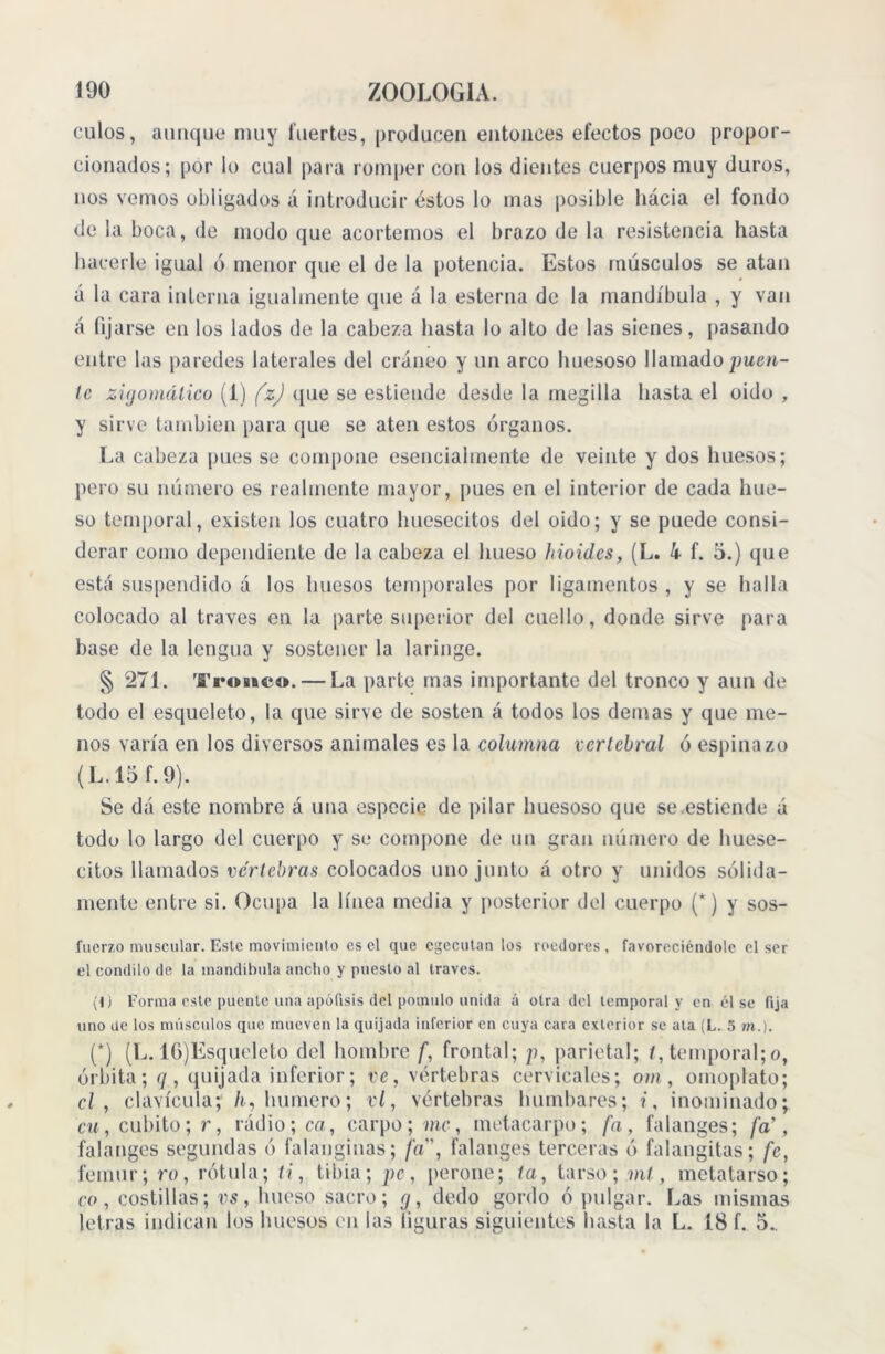 culos, aunque nmy fuertes, producen entonces efectos poco propor- cionados; por lo cual para romper con los dientes cuerpos muy duros, nos vemos obligados á introducir éstos lo mas posible hácia el fondo de la boca, de modo que acortemos el brazo de la resistencia hasta hacerle igual ó menor que el de la potencia. Estos músculos se atan á la cara interna igualmente que á la esterna de la mandíbula , y van á fijarse en los lados de la cabeza hasta lo alto de las sienes, {jasando entre las paredes laterales del cráneo y un arco huesoso llamado puen- te zigomálico (1) (z) que se estiende desde la megilla hasta el oido , y sirve también para que se aten estos órganos. La cabeza pues se compone esencialmente de veinte y dos huesos; pero su número es realmente mayor, pues en el interior de cada hue- so temporal, existen los cuatro huesecitos del oido; y se puede consi- derar como dependiente de la cabeza el hueso hioides, (L. 4 f. 5.) que está suspendido á los huesos temporales por ligamentos , y se halla colocado al través en la parte superior del cuello, donde sirve para base de la lengua y sostener la laringe. § 271. Tronco. — La parte mas importante del tronco y aun de todo el esqueleto, la que sirve de sosten á todos los demas y que me- nos varía en los diversos animales es la columna vertebral ó espinazo (L.lof. 9). Se dá este nombre á una especie de pilar huesoso que se .estiende ú todo lo largo del cuerpo y se compone de un gran número de huese- citos llamados vértebras colocados uno junto á otro y unidos sólida- mente entre si. Ocupa la línea media y posterior del cuerpo (*) y sos- fuerzo muscular. Este movimiento es el que cgecutan los roedores , favoreciéndole el ser el cóndilo de la mandíbula ancho y puesto al través. (t) Forma este puente una apófisis del pomulo unida á otra del temporal y en él se fija uno de los músculos que mueven la quijada inferior en cuya cara exterior se ata (L. 5 m.). (*) (L. lG)Esqueleto del hombre f, frontal; p, parietal; i, temporal; o, órbita; q , quijada inferior; ve, vértebras cervicales; om , omoplato; el, clavícula; h, humero; vi, vértebras bombares; inominado; cu, cubito; r, radio; ca, carpo; me, metacarpo; fa, falanges; fa’, falanges segundas ó falanginas; fa, falanges terceras ó falangitas; fe, fémur; ro, rótula; ti, tibia; pe, perone; la, tarso; mi, metatarso; co, costillas; vs, hueso sacro; g, dedo gordo ó pulgar. Las mismas letras indican los huesos en las figuras siguientes basta la L. 18 f. 5..