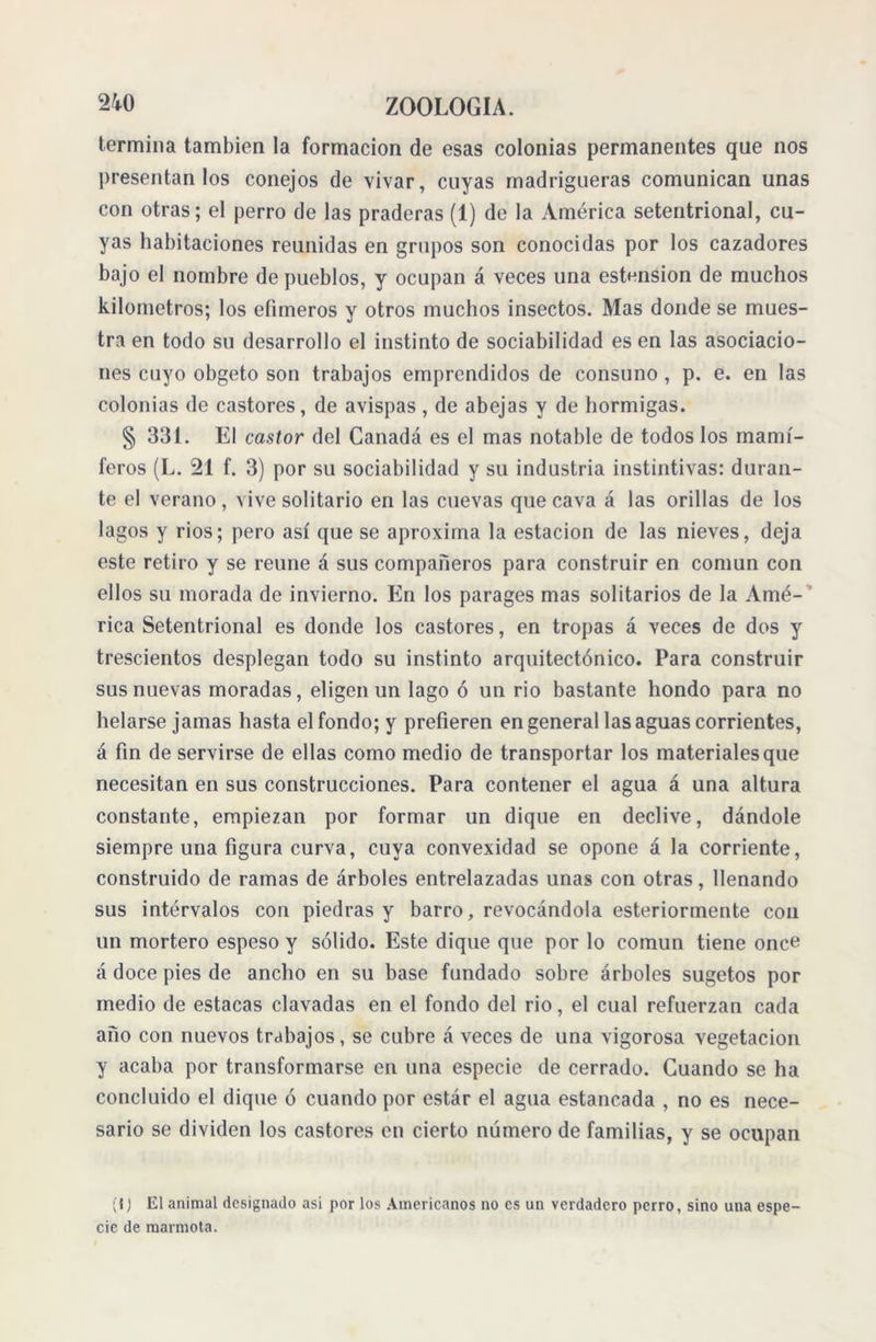 termina también la formación de esas colonias permanentes que nos presentan los conejos de vivar, cuyas madrigueras comunican unas con otras; el perro de las praderas (1) de la América setentrional, cu- yas habitaciones reunidas en grupos son conocidas por los cazadores bajo el nombre de pueblos, y ocupan á veces una estension de muchos kilómetros; los efímeros y otros muchos insectos. Mas donde se mues- tra en todo su desarrollo el instinto de sociabilidad es en las asociacio- nes cuyo obgeto son trabajos emprendidos de consuno , p. e. en las colonias de castores, de avispas, de abejas y de hormigas. § 331. El castor del Canadá es el mas notable de todos los mamí- feros (L. 21 f. 3) por su sociabilidad y su industria instintivas: duran- te el verano, vive solitario en las cuevas que cava á las orillas de los lagos y rios; pero así que se aproxima la estación de las nieves, deja este retiro y se reúne á sus compañeros para construir en común con ellos su morada de invierno. En los parages mas solitarios de la Amé- rica Setentrional es donde los castores, en tropas á veces de dos y trescientos desplegan todo su instinto arquitectónico. Para construir sus nuevas moradas, eligen un lago ó un rio bastante hondo para no helarse jamas hasta el fondo; y prefieren en general las aguas corrientes, á fin de servirse de ellas como medio de transportar los materiales que necesitan en sus construcciones. Para contener el agua á una altura constante, empiezan por formar un dique en declive, dándole siempre una figura curva, cuya convexidad se opone á la corriente, construido de ramas de árboles entrelazadas unas con otras, llenando sus intervalos con piedras y barro, revocándola esteriormente con un mortero espeso y sólido. Este dique que por lo común tiene once á doce pies de ancho en su base fundado sobre árboles sugetos por medio de estacas clavadas en el fondo del rio, el cual refuerzan cada año con nuevos trabajos, se cubre á veces de una vigorosa vegetación y acaba por transformarse en una especie de cerrado. Cuando se ha concluido el dique ó cuando por estár el agua estancada , no es nece- sario se dividen los castores en cierto número de familias, y se ocupan (1) El animal designado asi por los Americanos no es un verdadero perro, sino una espe- cie de marmota.