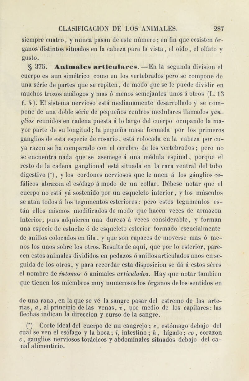 siempre cuatro, y nunca pasan de este número; en fin que ecsisten ór- ganos distintos situados en la cabeza para la vista, el oido, el olfato y gusto. § 375. Animales articulares. —En la segunda division el cuerpo es aun simétrico como en los vertebrados pero se compone de una série de partes que se repiten, de modo que se le puede dividir en muchos trozos análogos y mas ó menos semejantes unos á otros (L. 13 f. 4). El sistema nervioso está medianamente desarrollado y se com- pone de una doble série de pequeños centros medulares llamados gan- glios reunidos en cadena puesta á lo largo del cuerpo ocupando la ma- yor parte de su longitud; la pequeña masa formada por los primeros ganglios de esta especie de rosario, está colocada en la cabeza por cu- ya razón se ha comparado con el cerebro de los vertebrados; pero no se encuentra nada que se asemege á una médula espinal, porque el resto de la cadena ganglional está situada en la cara ventral del tubo digestivo (*), y los cordones nerviosos que le unen á los gánglios ce- fálicos abrazan el esófago á modo de un collar. Débese notar que el cuerpo no está yá sostenido por un esqueleto interior, y los músculos se atan todos á los tegumentos esteriores: pero estos tegumentos es- tán ellos mismos modificados de modo que hacen veces de armazón interior, pues adquieren una dureza á veces considerable, y forman una especie de estuche ó de esqueleto csterior formado esencialmente de anillos colocados en fila, y que son capaces de moverse mas ó me- nos los unos sobre los otros. Resulta de aquí, que por lo esterior, pare- cen estos animales divididos en pedazos ó anillos articulados unos ense- guida de los otros, y para recordar esta disposición se dá á estos séres el nombre de entornos ó animales articulados. Hay que notar también que tienen los miembros muy numerosos los órganos délos sentidos en de una rana, en la que se vé la sangre pasar del estremo de las arte- rias, a, al principio délas venas, v, por medio de los capilares: las flechas indican la dirección y curso de la sangre. (*) Corte ideal del cuerpo de un cangrejo ; e, estómago debajo del cual se ven el esófago y la boca; i, intestino ; h, hígado; co , corazón c, ganglios nerviosos torácicos y abdominales situados debajo del ca- nal alimenticio.