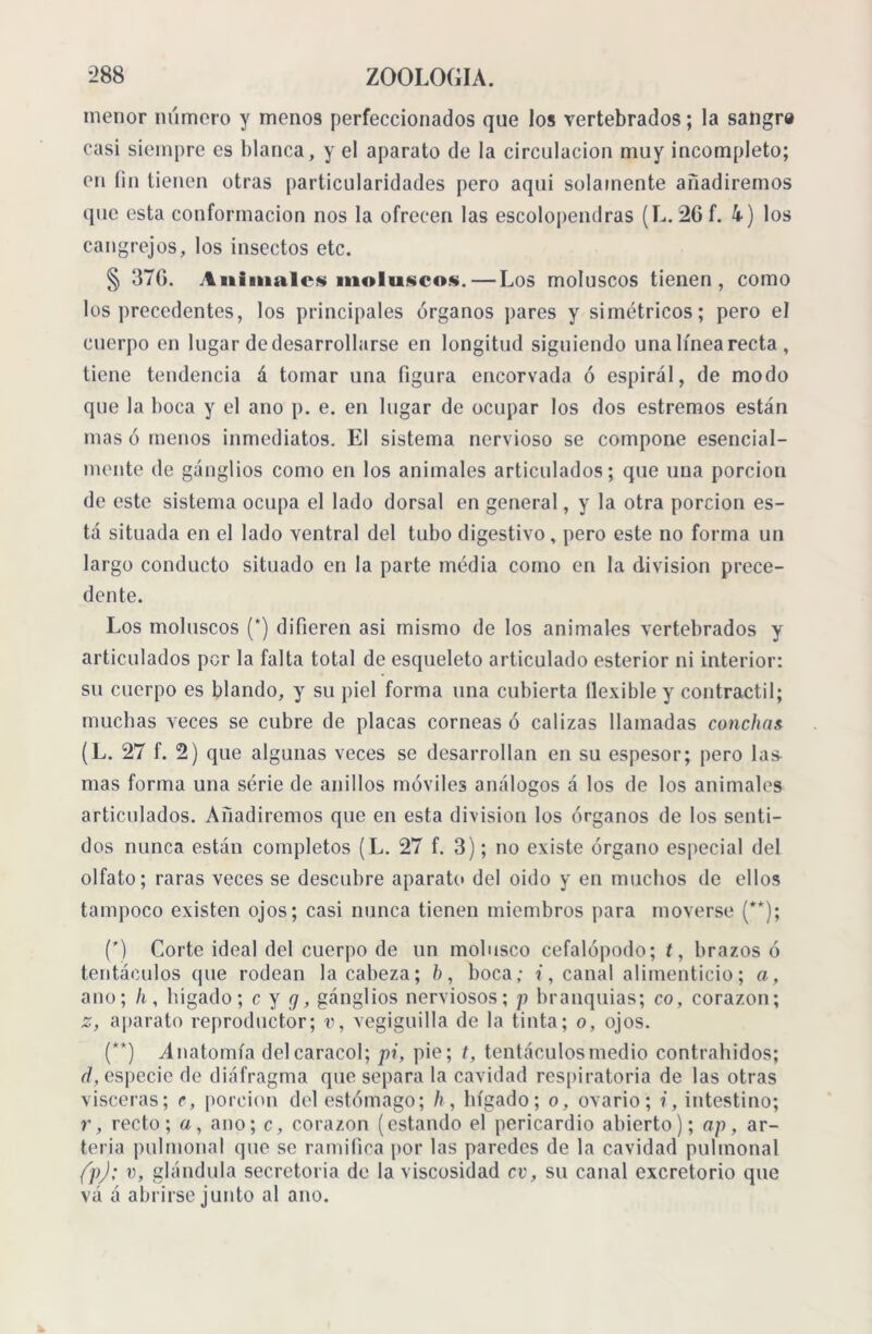 menor número y menos perfeccionados que los vertebrados; la sangra casi siempre es blanca, y el aparato de la circulación muy incompleto; en fin tienen otras particularidades pero aquí solamente añadiremos que esta conformación nos la ofrecen las escolopendras (L. 26 f. 4) los cangrejos, los insectos etc. § 370. Animales moluscos.—Los moluscos tienen, como los precedentes, los principales órganos pares y simétricos; pero el cuerpo en lugar de desarrollarse en longitud siguiendo una línea recta , tiene tendencia á tomar una figura encorvada ó espiral, de modo que la boca y el ano p. e. en lugar de ocupar los dos estremos están mas ó menos inmediatos. El sistema nervioso se compone esencial- mente de ganglios como en los animales articulados; que una porción de este sistema ocupa el lado dorsal en general, y la otra porción es- tá situada en el lado ventral del tubo digestivo, pero este no forma un largo conducto situado en la parte media como en la division prece- dente. Los moluscos (*) difieren asi mismo de los animales vertebrados y articulados por la falta total de esqueleto articulado esterior ni interior: su cuerpo es blando, y su piel forma una cubierta flexible y contráctil; muchas veces se cubre de placas corneas ó calizas llamadas conchas (L. 27 f. 2) que algunas veces se desarrollan en su espesor; pero las- mas forma una série de anillos móviles análogos á los de los animales articulados. Añadiremos que en esta division los órganos de los senti- dos nunca están completos (L. 27 f. 3); no existe órgano especial del olfato; raras veces se descubre aparato del oido y en muchos de ellos tampoco existen ojos; casi nunca tienen miembros para moverse (**); (') Corte ideal del cuerpo de un molusco cefalópodo; t, brazos ó tentáculos que rodean la cabeza; b, boca; i, canal alimenticio; a, ano; h, hígado; cyg, gánglios nerviosos; p branquias; co, corazón; z, aparato reproductor; v, vegiguilla de la tinta; o, ojos. (**) Anatomía del caracol; pi, pie; t, tentáculos medio contrahidos; el, especie de diafragma que separa la cavidad respiratoria de las otras visceras; c, porción del estómago; h, hígado; o, ovario; i, intestino; r, recto; a, ano; c, corazón (estando el pericardio abierto); ap, ar- teria pulmonal que se ramifica por las paredes de la cavidad pulmonal fp); v, glándula secretoria de la viscosidad cv, su canal excretorio que vá á abrirse junto al ano.