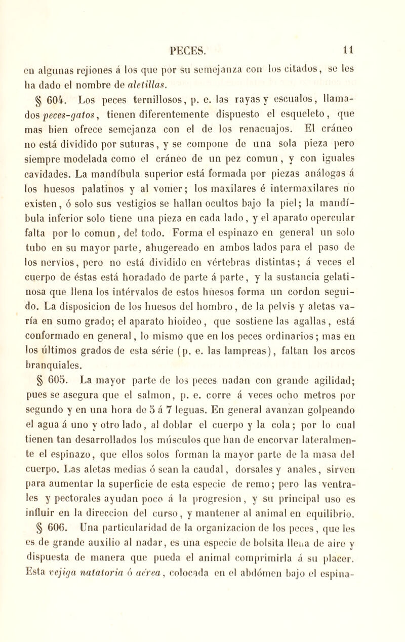 cu algunas rejiones á los que por su semejanza con los citados, se les lia dado el nombre de aletillas. § 604. Los peces ternillosos, p. e. las rayas y escualos, llama- dos peces-gatos, tienen diferentemente dispuesto el esqueleto, que mas bien ofrece semejanza con el de los renacuajos. El cráneo no está dividido por suturas, y se compone de una sola pieza pero siempre modelada como el cráneo de un pez común, y con iguales cavidades. La mandíbula superior está formada por piezas análogas á los huesos palatinos y al vomer; los maxilares é intermaxilares no existen, ó solo sus vestigios se hallan ocultos bajo la piel; la mandí- bula inferior solo tiene una pieza en cada lado, y el aparato opercular falta por lo común, de! todo. Forma el espinazo en general un solo tubo en su mayor parte, ahugereado en ambos lados para el paso de los nervios, pero no está dividido en vértebras distintas; á veces el cuerpo de éstas está horadado de parte á parte, y la sustancia gelati- nosa que llena los intérvalos de estos huesos forma un cordon segui- do. La disposición de los huesos del hombro, de la pelvis y aletas va- ría en sumo grado; el aparato hioideo, que sostiene las agallas, está conformado en general, lo mismo que en los peces ordinarios; mas en los últimos grados de esta série (p. e. las lampreas), faltan los arcos branquiales. § 605. La mayor parte de los peces nadan con grande agilidad; pues se asegura que el salmon, p. e. corre á veces ocho metros por segundo y en una hora de 5 á 7 leguas. En general avanzan golpeando el agua á uno y otro lado, al doblar el cuerpo y la cola; por lo cual tienen tan desarrollados los músculos que han de encorvar lateralmen- te el espinazo, que ellos solos forman la mayor parte de la masa del cuerpo. Las aletas medias ó sean la caudal, dorsales y anales, sirven para aumentar la superficie de esta especie de remo; pero las ventra- les y pectorales ayudan poco á la progresión, y su principal uso es inlluir en la dirección del curso, y mantener al animal en equilibrio. § 606. Una particularidad de la organización de los peces, que les es de grande auxilio al nadar, es una especie de bolsita llena de aire y dispuesta de manera que pueda el animal comprimirla á su placer. Esta vejiga natatoria ó aerea, colocada en el abdomen bajo el espina-