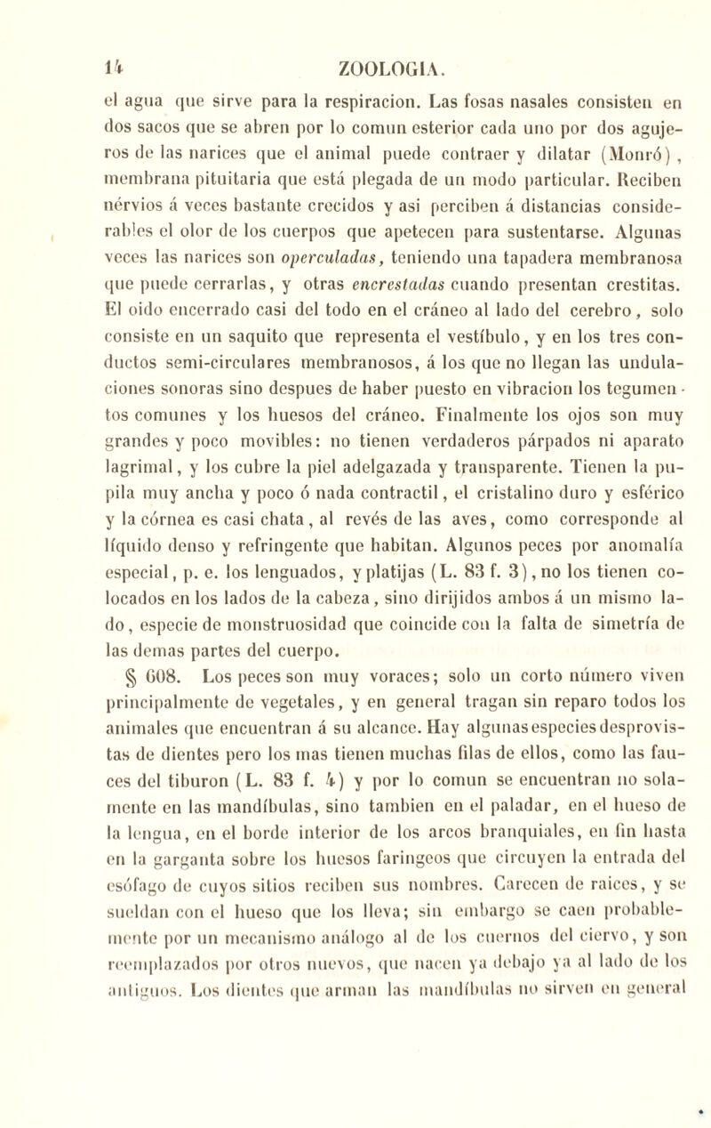 el agua que sirve para la respiración. Las fosas nasales consisten en dos sacos que se abren por lo común esterior cada uno por dos aguje- ros de las narices que el animal puede contraer y dilatar (Monró) , membrana pituitaria que está plegada de un modo particular. Reciben nervios á veces bastante crecidos y asi perciben á distancias conside- rables el olor de los cuerpos que apetecen para sustentarse. Algunas veces las narices son operculadas, teniendo una tapadera membranosa que puede cerrarlas, y otras encrestadas cuando presentan crestitas. El oido encerrado casi del todo en el cráneo al lado del cerebro, solo consiste en un saquito que representa el vestíbulo, y en los tres con- ductos semi-circulares membranosos, á los que no llegan las undula- ciones sonoras sino después de haber puesto en vibración los tegumen • tos comunes y los huesos del cráneo. Finalmente los ojos son muy grandes y poco movibles: no tienen verdaderos párpados ni aparato lagrimal, y los cubre la piel adelgazada y transparente. Tienen la pu- pila muy ancha y poco ó nada contráctil, el cristalino duro y esférico y la córnea es casi chata, al revés de las aves, como corresponde al líquido denso y refringente que habitan. Algunos peces por anomalía especial, p. e. los lenguados, y platijas (L. 83 f. 3), no los tienen co- locados en los lados de la cabeza , sino <1 irijidos ambos á un mismo la- do, especie de monstruosidad que coincide con la falta de simetría de las demas partes del cuerpo. § G08. Los peces son muy voraces; solo un corto número viven principalmente de vegetales, y en general tragan sin reparo todos los animales que encuentran á su alcance. Hay algunas especies desprovis- tas de dientes pero los mas tienen muchas lilas de ellos, como las fau- ces del tiburón (L. 83 f. 4) y por lo común se encuentran no sola- mente en las mandíbulas, sino también en el paladar, en el hueso de la lengua, en el borde interior de los arcos branquiales, en fin hasta en la garganta sobre los huesos faríngeos que circuyen la entrada del esófago de cuyos sitios reciben sus nombres. Carecen de raíces, y se sueldan con el hueso que los lleva; sin embargo se caen probable- mente por un mecanismo análogo al de los cuernos del ciervo, y son reemplazados por otros nuevos, que nacen ya debajo ya al lado de los antiguos. Los dientes que arman las mandíbulas no sirven en general