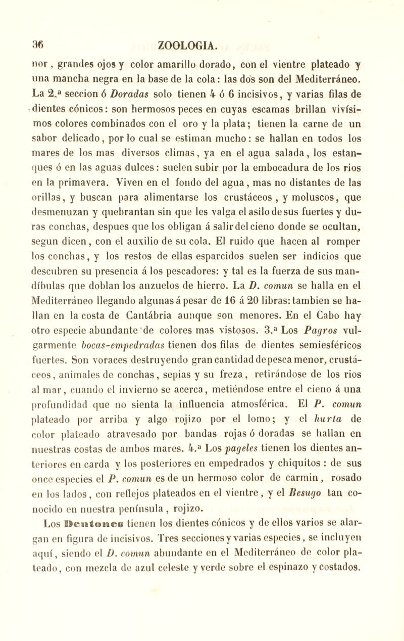 nor, grandes ojos y color amarillo dorado, con el vientre plateado y una mancha negra en la base de la cola: las dos son del Mediterráneo. La 2.a sección ó Doradas solo tienen 4 ó 6 incisivos, y varias filas de dientes cónicos: son hermosos peces en cuyas escamas brillan vivísi- mos colores combinados con el oro y la plata; tienen la carne de un sabor delicado, por lo cual se estiman mucho: se hallan en iodos los mares de los mas diversos climas, ya en el agua salada, los estan- ques ó en las aguas dulces: suelen subir por la embocadura de los ríos en la primavera. Viven en el fondo del agua, mas no distantes de las orillas, y buscan para alimentarse los crustáceos, y moluscos, que desmenuzan y quebrantan sin que les valga el asilo de sus fuertes y du- ras conchas, después que los obligan á salir del cieno donde se ocultan, según dicen, con el auxilio de su cola. El ruido que hacen al romper los conchas, y los restos de ellas esparcidos suelen ser indicios que descubren su presencia á los pescadores: y tal es la fuerza de sus man- díbulas que doblan los anzuelos de hierro. La D. común se halla en el Mediterráneo llegando algunas á pesar de 16 á 20 libras: también se ha- llan en la costa de Cantábria aunque son menores. En el Cabo hay otro especie abundante de colores mas vistosos. 3.a Los Pagros vul- garmente bocas-empedradas tienen dos fdas de dientes semiesféricos fuertes. Son voraces destruyendo gran cantidad de pesca menor, crustá- ceos, animales de conchas, sepias y su freza, retirándose de los rios al mar, cuando el invierno se acerca, metiéndose entre el cieno á una profundidad que no sienta la inlluencia atmosférica. El P. común plateado por arriba y algo rojizo por el lomo; y el hurla de color plateado atravesado por bandas rojas ó doradas se hallan en nuestras costas de ambos mares. 4.a Los pageles tienen los dientes an- teriores en carda y los posteriores en empedrados y chiquitos : de sus once especies el P. común es de un hermoso color de carmín , rosado en los lados, con rellejos plateados en el vientre, y el Besugo tan co- nocido en nuestra península , rojizo. Los BlciUuncu tienen los dientes cónicos y de ellos varios se alar- gan en figura de incisivos, 'fres seccionesy varias especies, se incluyen aquí, siendo el D. común abundante en el Mediterráneo de color pla- teado, con mezcla de azul celeste y verde sobre el espinazo y costados.