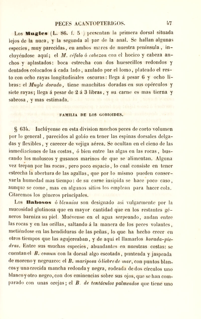 Los llugles (L. 86. í. 5 ) presentan la primera dorsal situada lejos de la nuca, y la segunda al par de la anal. Se hallan algunas especies, muy parecidas, en ambos mares de nuestra península , in- cluyéndose aquí; el M. refalo 6 cabezón con el hocico y cabeza an- chos y aplastados: boca estrecha con dos huesecillos redondos y dentados colocados á cada lado, azulado por el lomo, plateado el res- to con ocho rayas longitudinales oscuras: llega á pesar 6 y ocho li- bras: el Mugle dorado, tiene manchitas doradas en sus opérculos y siete rayas; llega á pesar de 2 á 3 libras, y su carne es mas tierna y sabrosa , y mas estimada. FAMILIA DE LOS GOMOIDES. § 63*í-. Inclúyense en esta división muchos peces de corto volumen por lo general , parecidos al gobio en tener las espinas dorsales delga- das y flexibles, y carecer de vejiga aérea. Se ocultan en el cieno de las inmediaciones de las costas, ó bien entre las algas en las rocas, bus- cando los moluscos y gusanos marinos de que se alimentan. Alguna vez trepan por las rocas, pero poco espacio, lo cual consiste en tener estrecha la abertura de las agallas, que por lo mismo pueden conser- varla humedad mas tiempo: de su carne insípida se hace poco caso, aunque se come, mas en algunos sitios los emplean para hacer cola. Citaremos los géneros principales. Los ISahosos ó blennios son designado asi vulgarmente por la mucosidad glutinosa que en mayor cantidad que en los restantes gé- neros barniza su piel Muévense en el agua serpeando, andan entre las rocas y en las orillas, saltando á la manera de los peces volantes, metiéndose en las hendiduras de las peñas, lo que ha hecho creer en otros tiempos que las agujereaban, y de aqui el llamarlos horada-pie- dras. Entre sus muchas especies, abundantes en nuestras costas: se cuentan el B. común con la dorsal algo escotada, punteada y jaspeada de moreno y negruzco: el B. mariposa ó liebre de mar, con puntos blan- cos y una crecida mancha redonda y negra, rodeada dedos círculos uno blanco y otro negro, con dos eminencias sobre sus ojos, que se han com- parado con unas orejas; el B de tentáculos palmeados que tiene uno