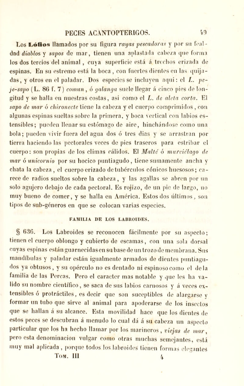 Los Lóüos llamados por su figura rayas pescadoras y por su feal - dad diablos y sapos de mar, tienen una aplastada cabeza que forma los dos tercios del animal , cuya superficie está á trechos erizada de espinas. En su estremo está la boca , con fuertes dientes en las quija- das, y otros en el paladar. Dos especies se incluyen aquí: el L. pe- je-sapo (L. 86 f. 7) coman, ó galanga suele llegar á cinco pies de lon- gitud y se halla en nuestras costas, asi como el L. de alela corta. El sapo de mar ó chironecte tiene la cabeza y el cuerpo comprimidos , con algunas espinas sueltas sobre la primera, y boca vertical con labios os- tensibles; pueden llenar su estómago de aire, hinchándose como una bola; pueden vivir fuera del agua dos ó tres dias y se arrastran por tierra haciendo las pectorales veces de pies traseros para estribar el cuerpo: son propias de los climas cálidos. El Malle ó murciélago de- mar ó unicornio por su hocico puntiagudo, tiene sumamente ancha y chata la cabeza, el cuerpo erizado de tubérculos cónicos huesosos; ca- rece de radios sueltos sobre la cabeza, y las agallas se abren por un solo agujero debajo de cada pectoral. Es rojizo, de un pie de largo, no muy bueno de comer, y se halla en América. Estos dos últimos, son tipos de sub-géneros en que se colocan varias especies. FAMILIA DF. LOS LABROIDES. § 63G. Los Labroides se reconocen fácilmente por su aspecto; tienen el cuerpo oblongo y cubierto de escamas, con una sola dorsal cuyas espinas están guarnecidasen su base de un trozo de membrana. Sus mandíbulas y paladar están igualmente armados de dientes puntiagu- dos ya obtusos, y su opérenlo no es dentado ni espinoso como el déla familia de las Percas. Pero el carácter mas notable y que les ha va- lido su nombre científico, se saca de sus labios carnosos y á veces os- tensibles ó protráctiles, es decir que son suceptibles de alargarse y formar un tubo que sirve al animal para apoderarse de los insectos que se hallan á su alcance. Esta movilidad hace que los dientes de estos |teces se descubran á menudo lo cual dá á su cabeza un aspecto particular que los ha hecho llamar por los marineros, viejas de mar, pero esta denominación vulgar como otras muchas semejantes, está muy mal aplicada , porque todos los labroides tienen formas elegantes Tom. Ill 4