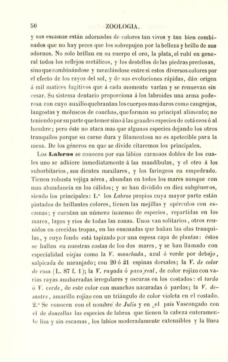 y sus escamas están adornadas de colores tan vivos y tan bien combi- nados que no hay peces que los sobrepujen por la belleza y brillo de sus adornos. No solo brillan en su cuerpo el oro, la plata, el rubí en gene- ral todos los reflejos metálicos, y los destellos délas piedras preciosas, sinoquecombinándose y mezclándose entresi estos diversos colores por el efecto de los rayos del sol, y de sus evoluciones rápidas, dán origen á mil matices fugitivos que á cada momento varían y se renuevan sin cesar. Su sistema dentario proporciona á los labroides una arma pode- rosa con cuyo auxilioquebrantan loscuerpos masduros como cangrejos, langostas y moluscos de conchas, que forman su principal alimento; no teniendo por su parte que temer sino á las grandes especies de cetá ceos ó al hombre; pero éste no ataca mas que algunos especies dejando los otros tranquilos porque su carne dura y filamentosa no es apetecible para la mesa. De los géneros en que se divide citaremos los principales. Los Laltros se conocen por sus lábios carnosos dobles de los cua- les uno se adhiere inmediatamente á las mandíbulas, y el otro á los suborbitarios, sus dientes maxilares, y los faríngeos en empedrado. Tienen robusta vejiga aérea, abundan en todos los mares aunque con mas abundancia en los cálidos; y se han dividido en diez subgéneros, siendo los principales: l.° los Labros propios cuya mayor parte están pintados de brillantes colores, tienen las mejillas y opérenlos con es- camas; y cuentan un número inmenso de especies, repartidas en los inares, lagos y rios de todas las zonas. Unos van solitarios, otros reu- nidos en crecidas tropas, en las ensenadas que bañan las olas tranqui- las, y cuyo fondo está tapizado por una espesa capa de plantas: éstos se hallan en nuestras costas de los dos mares, y se han llamado con especialidad viejas como la V. manchada, azul ó verde por debajo, salpicada de naranjado; con 20 ó 21 espinas dorsales; la V. de color de rosa (L. 87 f. 1); la V. rayada ó pavo real, de color rojizo con va- rias rayas anubarradas irregulares y oscuras en los costados : el tordo ó V. verde, de este color con manchas nacaradas ó pardas; la V. de- sastre, amarillo rojizo con un triángulo de color violeta en el costado. 2.° Se conocen con el nombre de Julis y en uel pais Vascongado con el de doncellas las especies de labros que tienen la cabeza enteramen- te lisa y sin escamas, los labios moderadamente extensibles y la línea